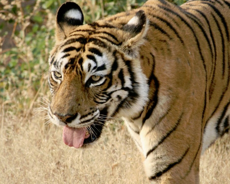 Matriarch tiger at Ranthambore National Park, Rajasthan, India