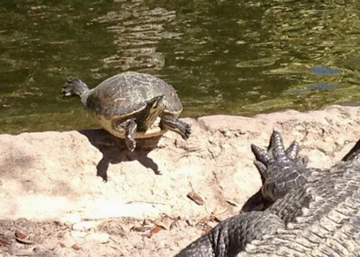 Turtle in Salabhasana, by Julie Meyer