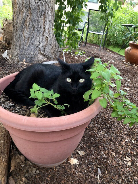 Upa, lounging in catnip