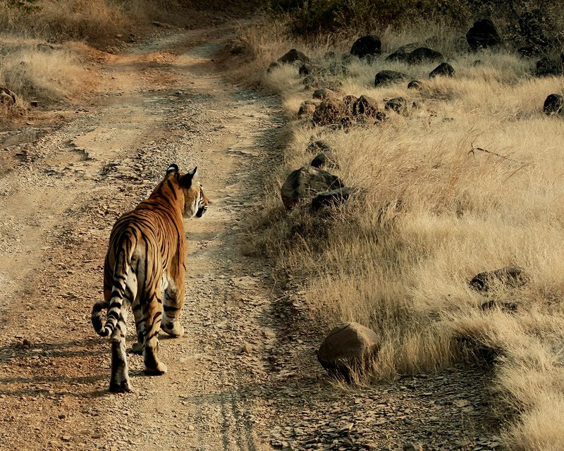 Matriarch tiger at Ranthambore National Park, Rajasthan, India