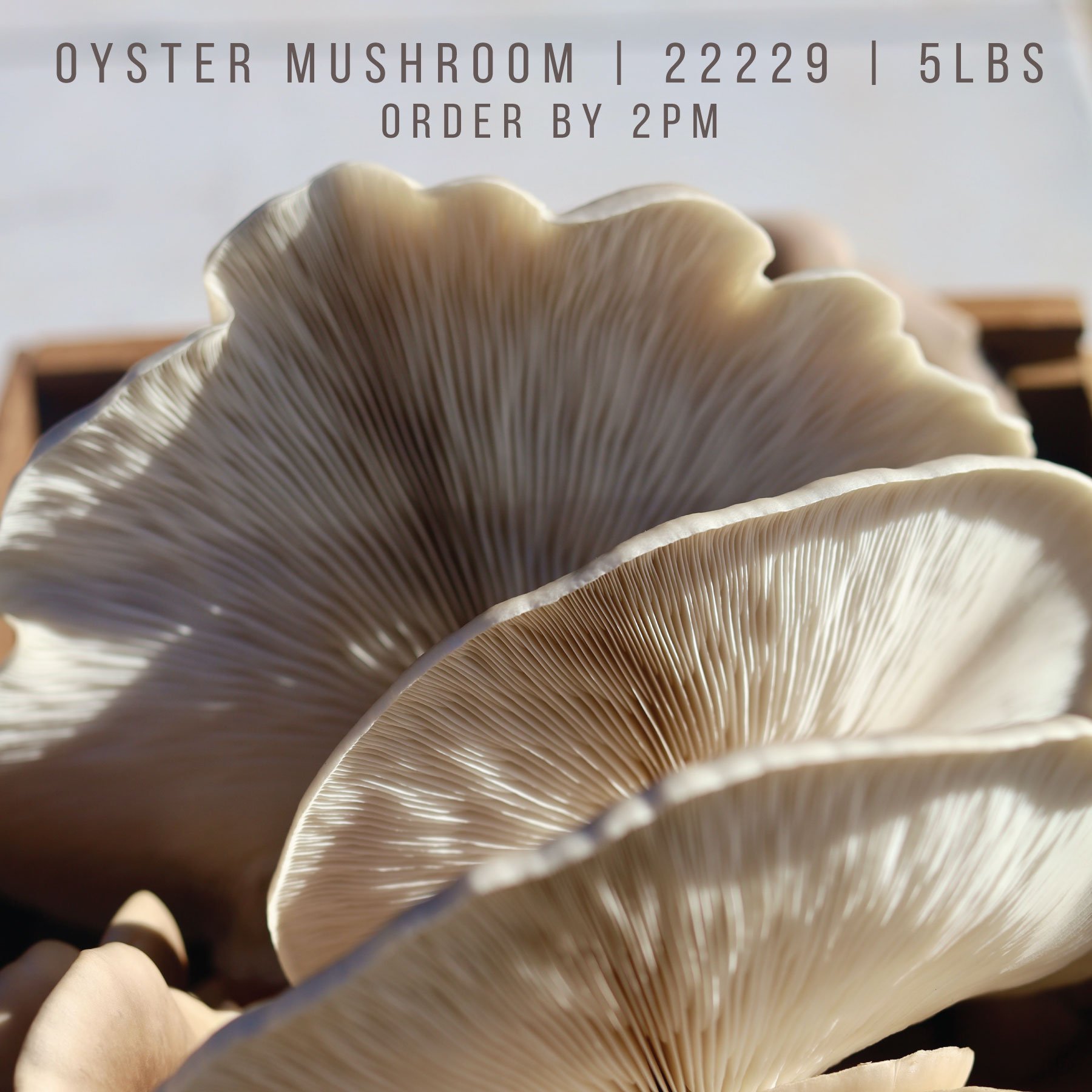22229 | Oyster Mushrooms | 5LBS