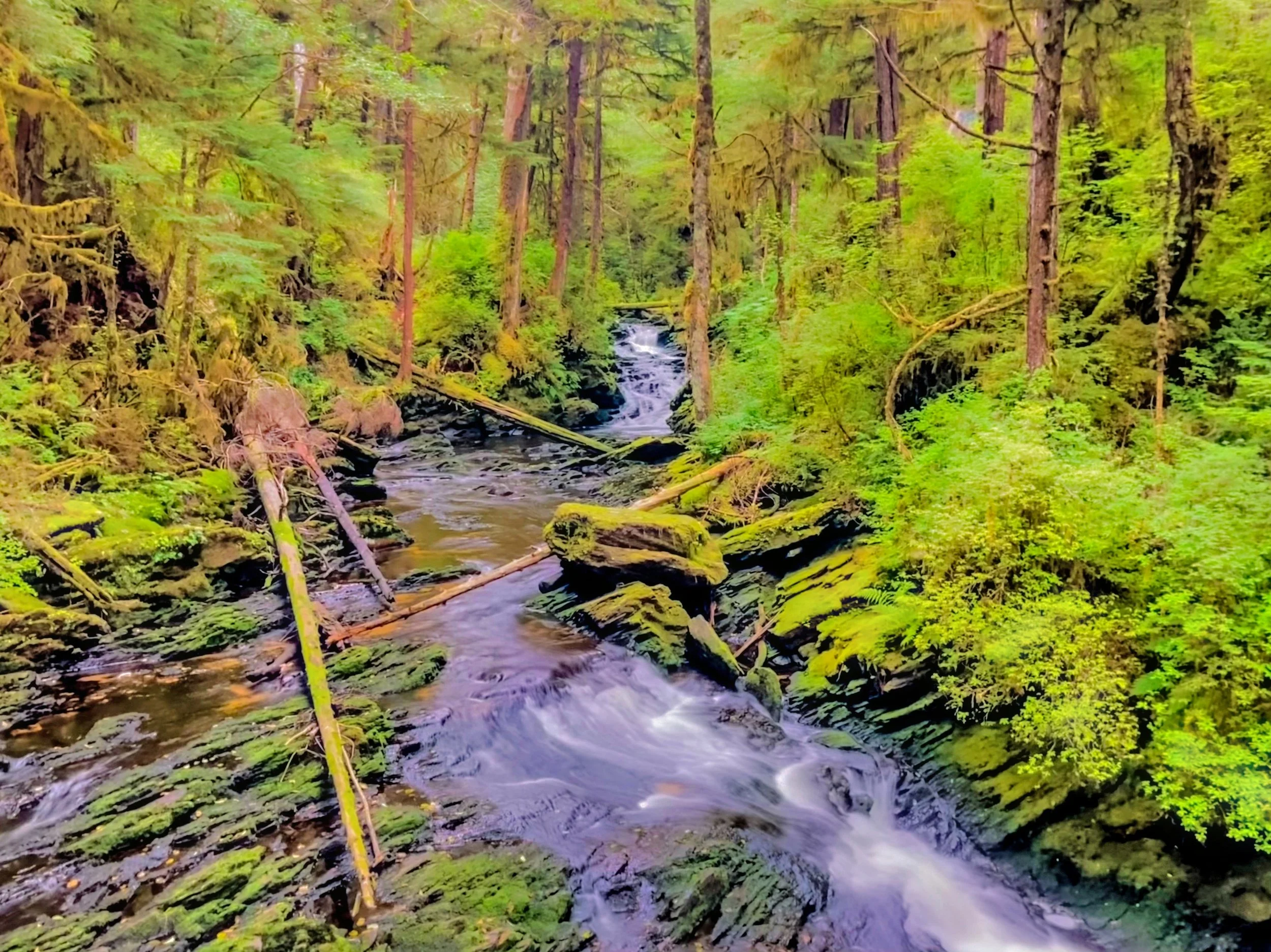 Forest stream with lush greenery and mossy rocks in a dense woodland.