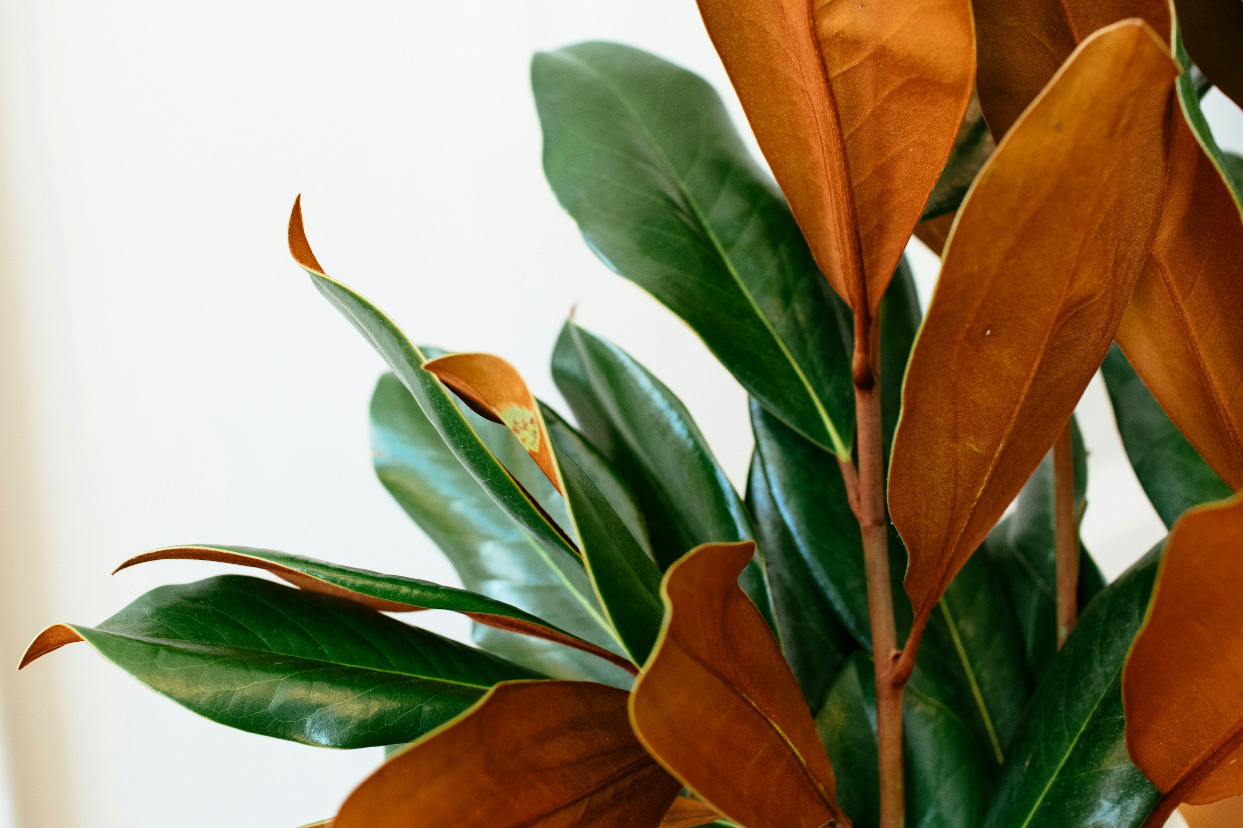 Close-up of a green and brown-leaved indoor plant against a plain background.