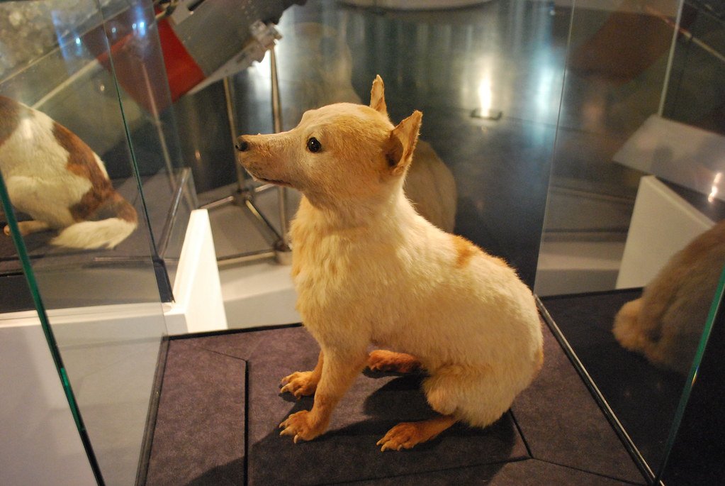 Pioneers of the Stars: Animals in Space