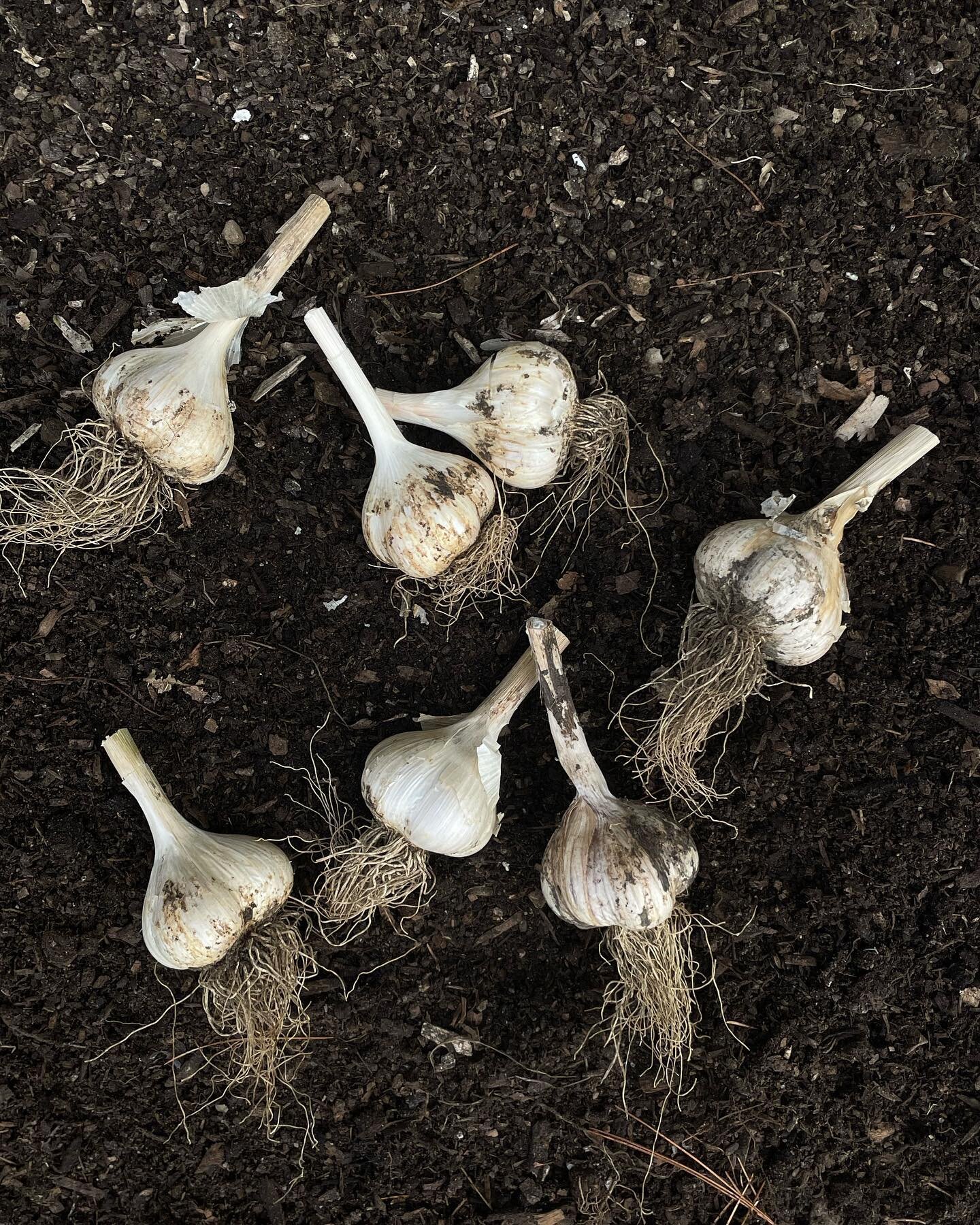 planted garlic with my sweet little team yesterday, it was warm, and quiet. 
we watched the monarch&rsquo;s dance around the marigolds and the worms wiggle out of the holes we dug.
my gratitude continuously swells for all of the folks who have contri