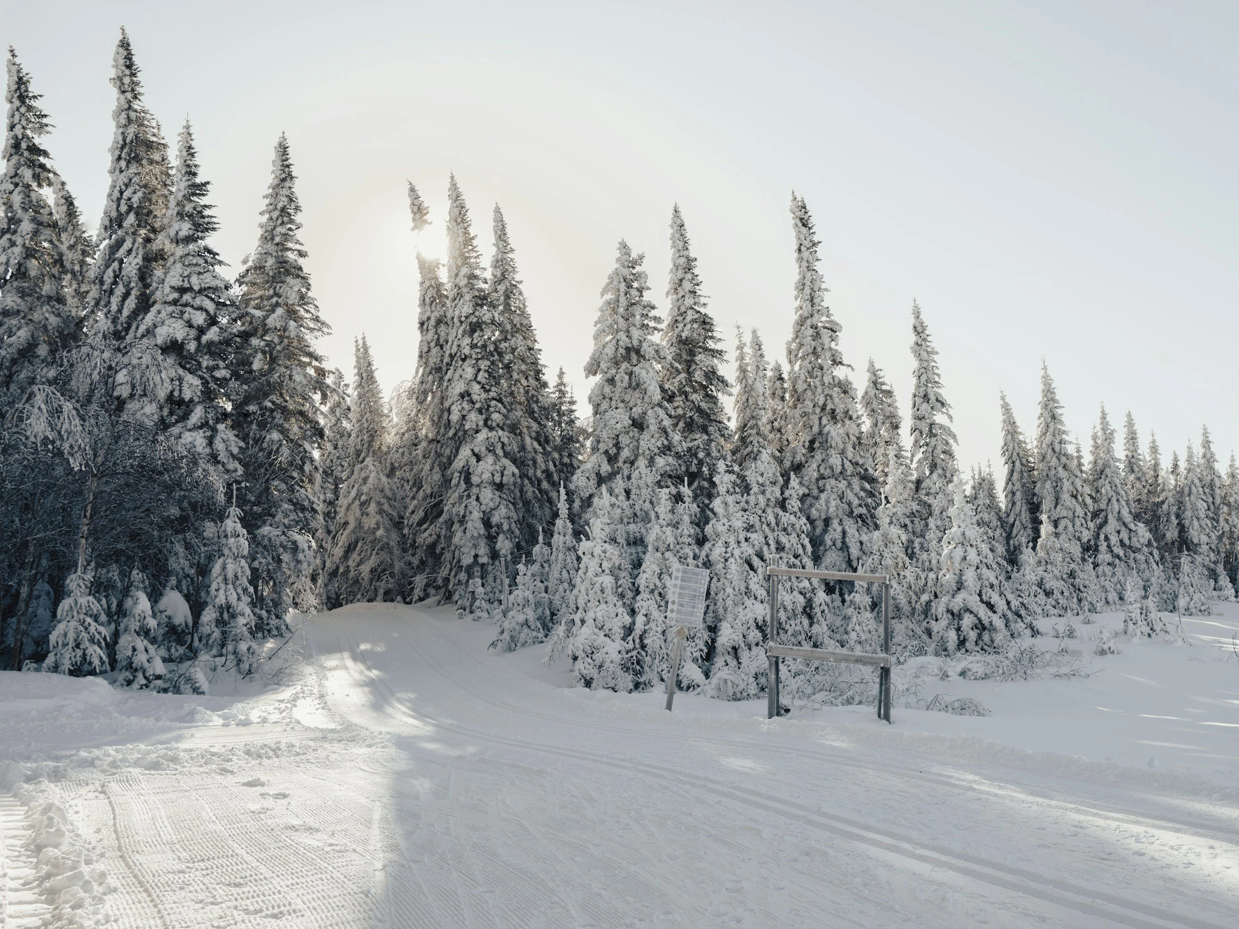 winter scene, cross country ski trail