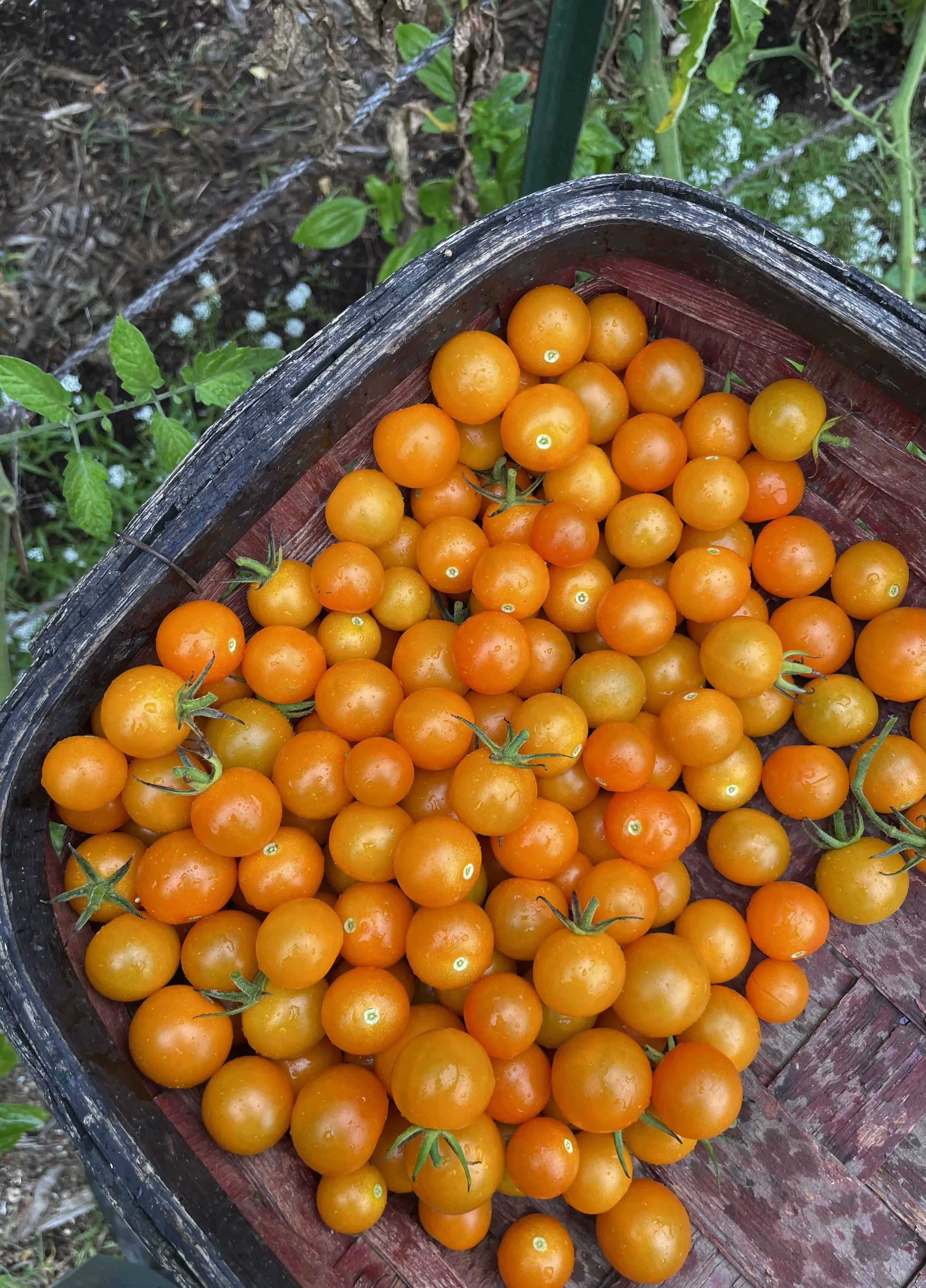 farm to table dining, sungold