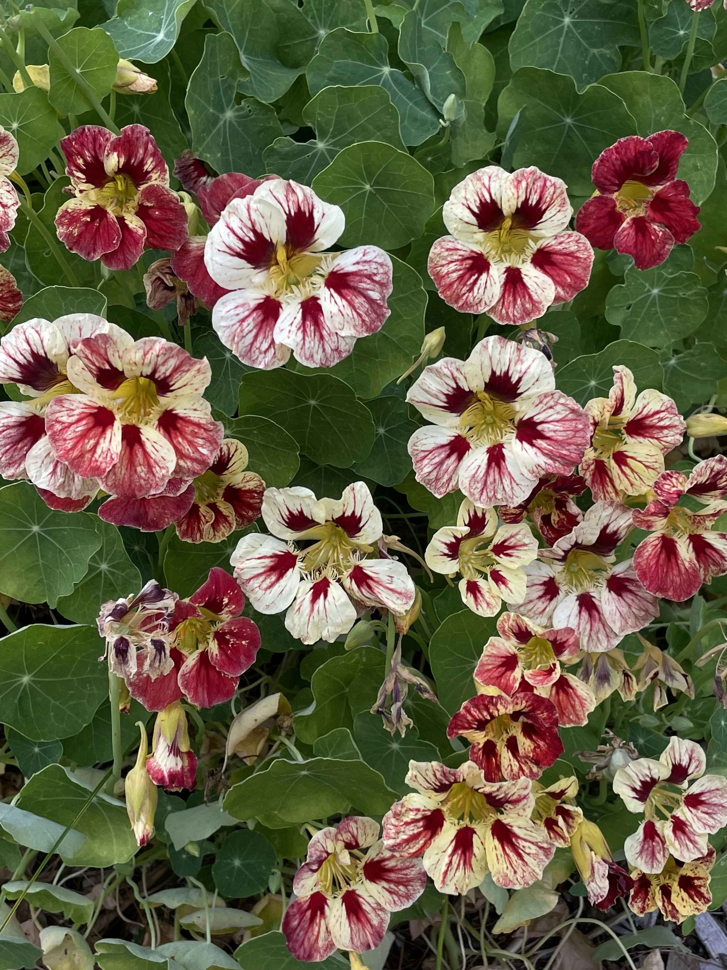 nasturium
