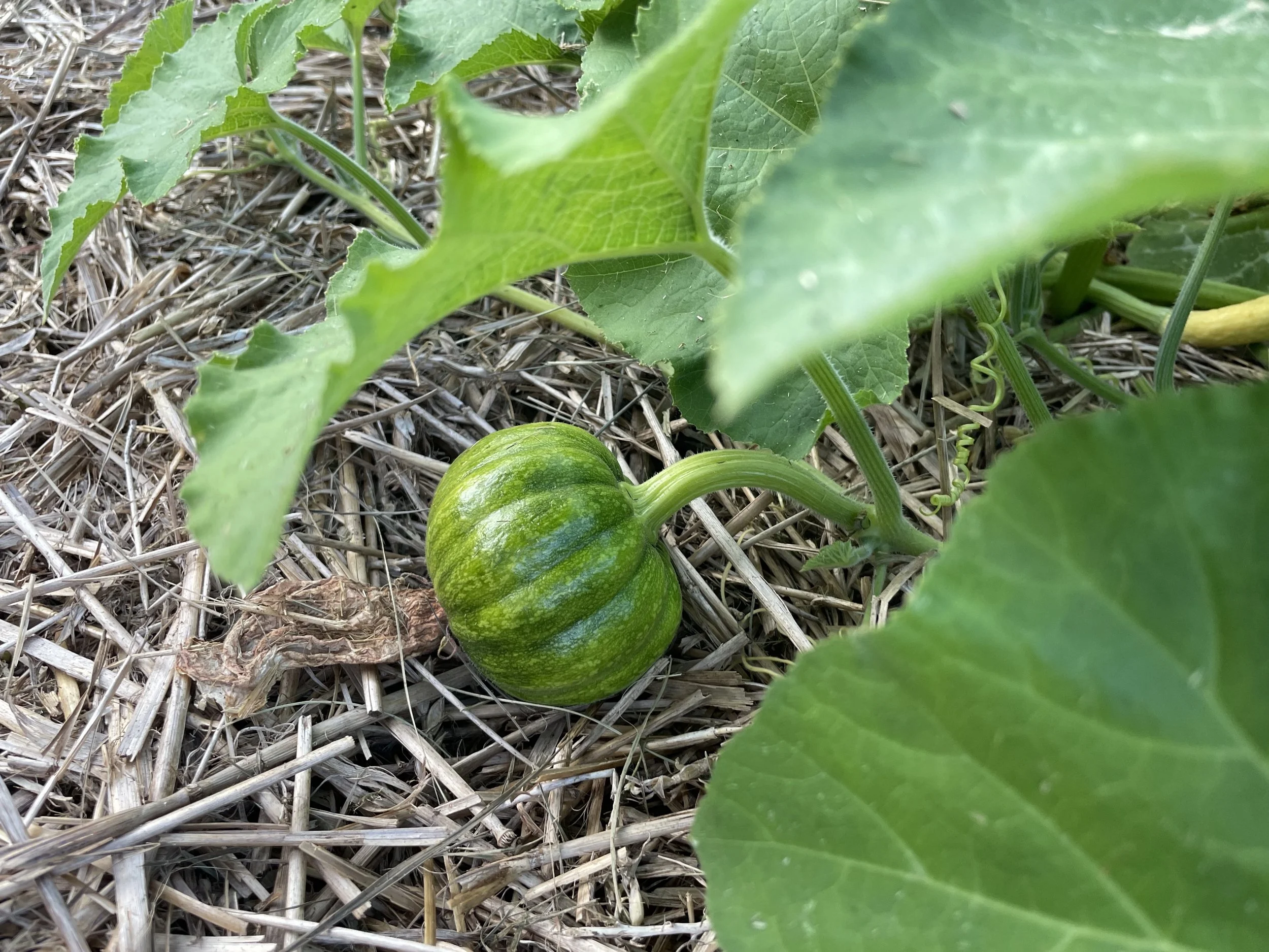 Small pumpkin growing on the vine with large green leaves and straw mulch on the ground.