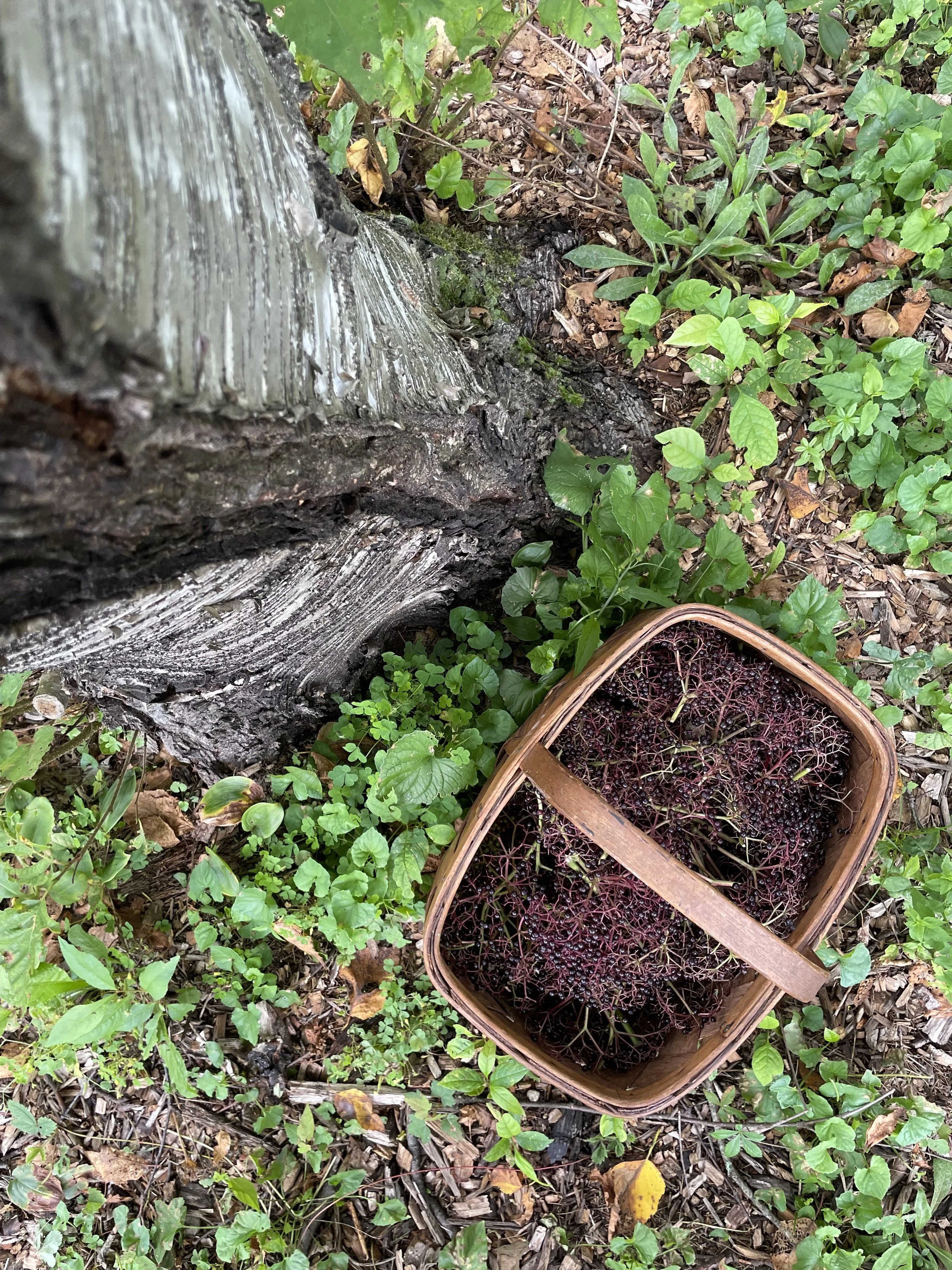 foraging, elderberry