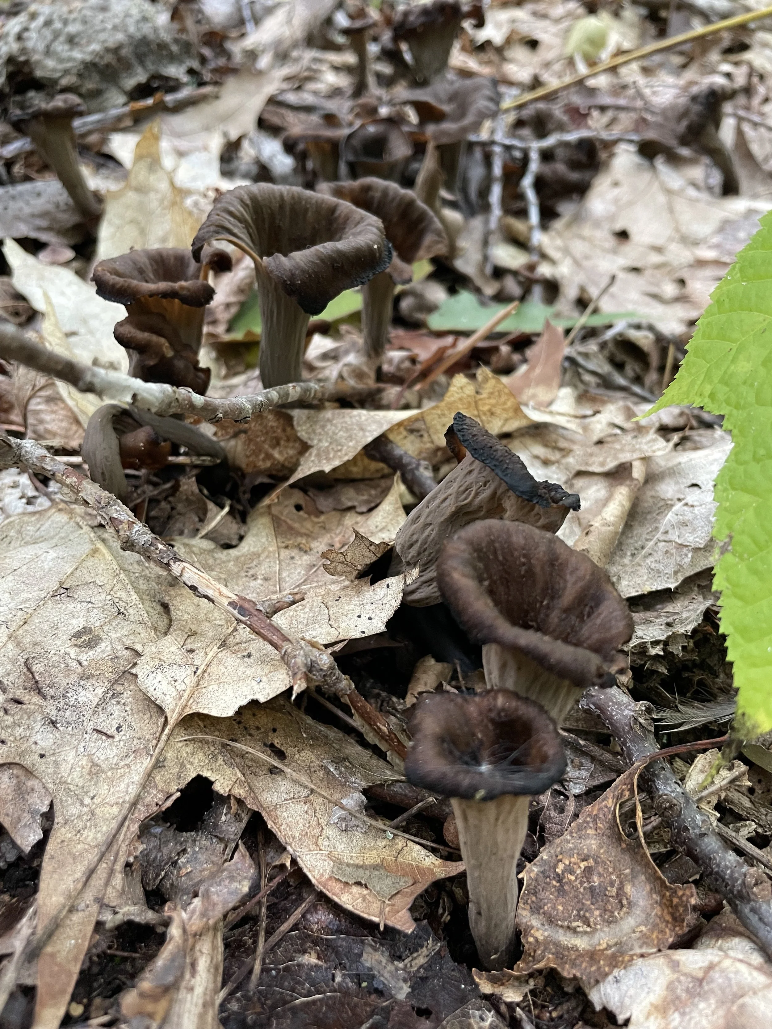black trumpet, foraging