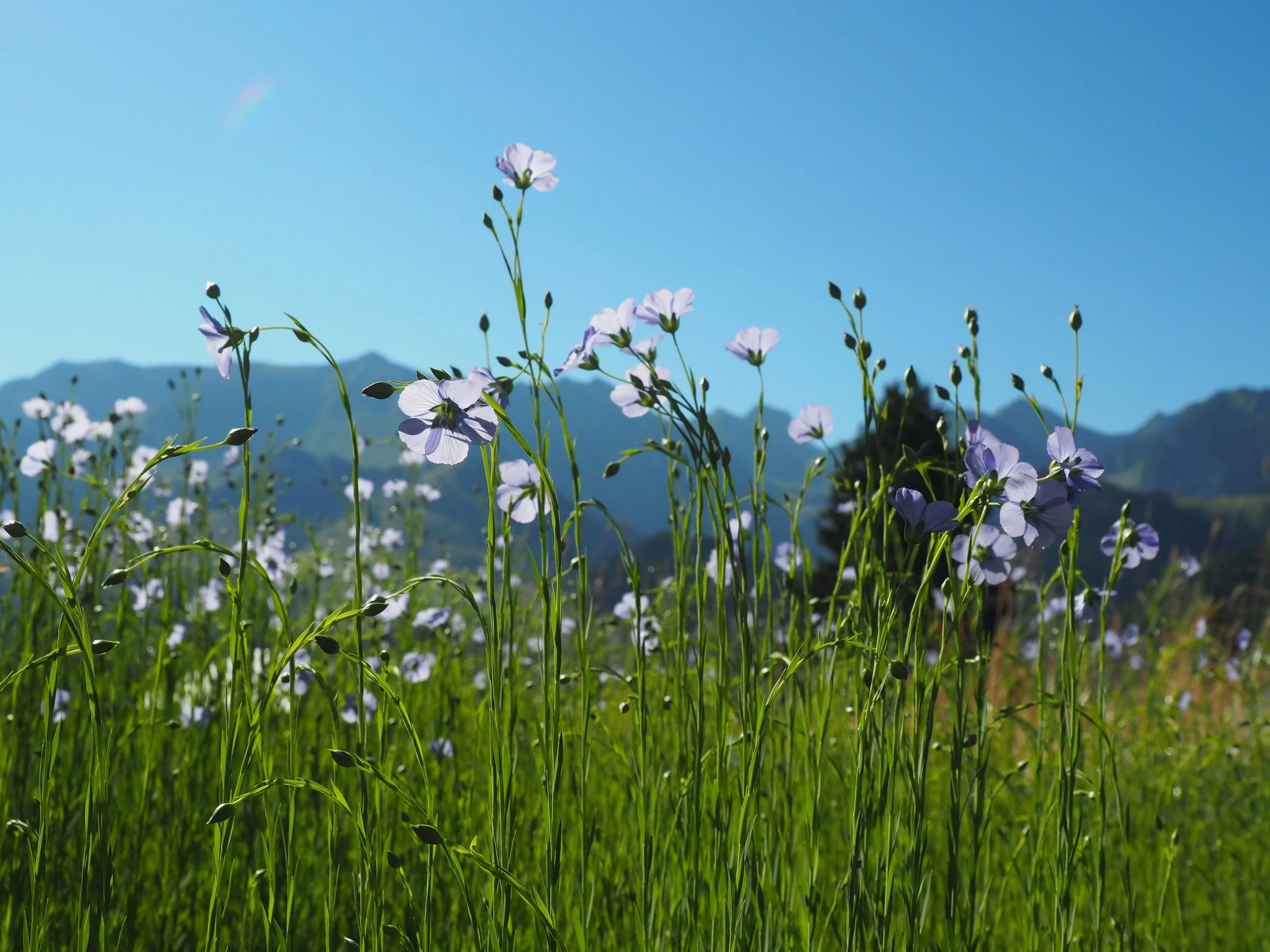 fibrAlpin: Hier wird Flachs zu Garn.