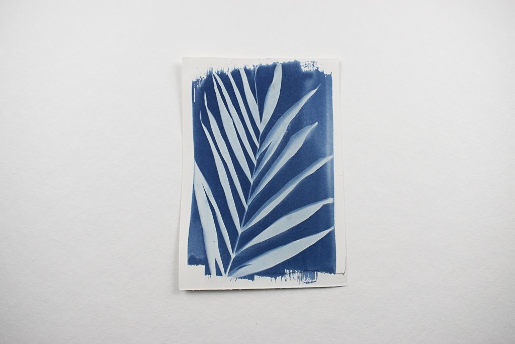 Cyanotype-jackie-partridge-152.jpg