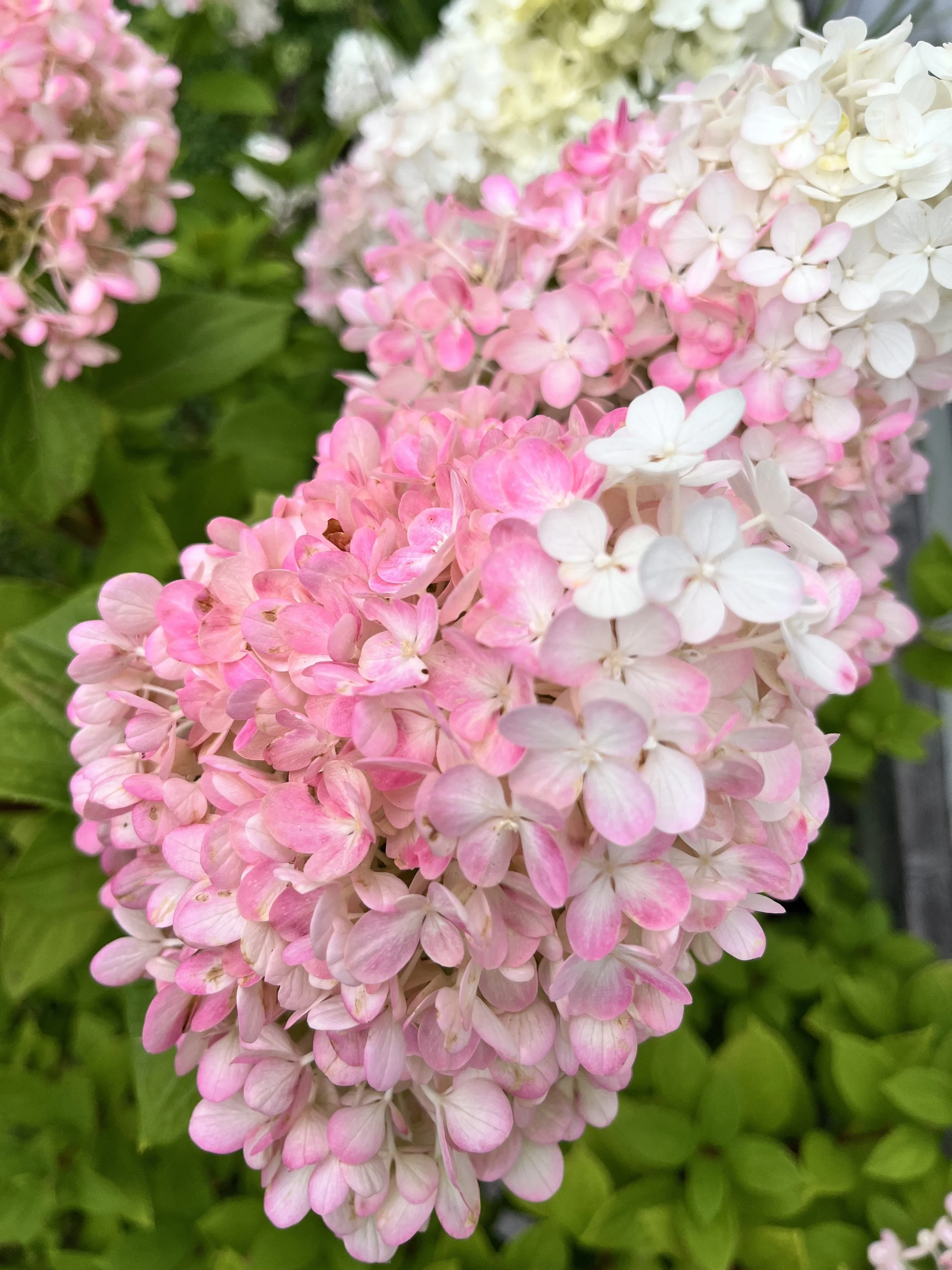 hydrangea pink flowers