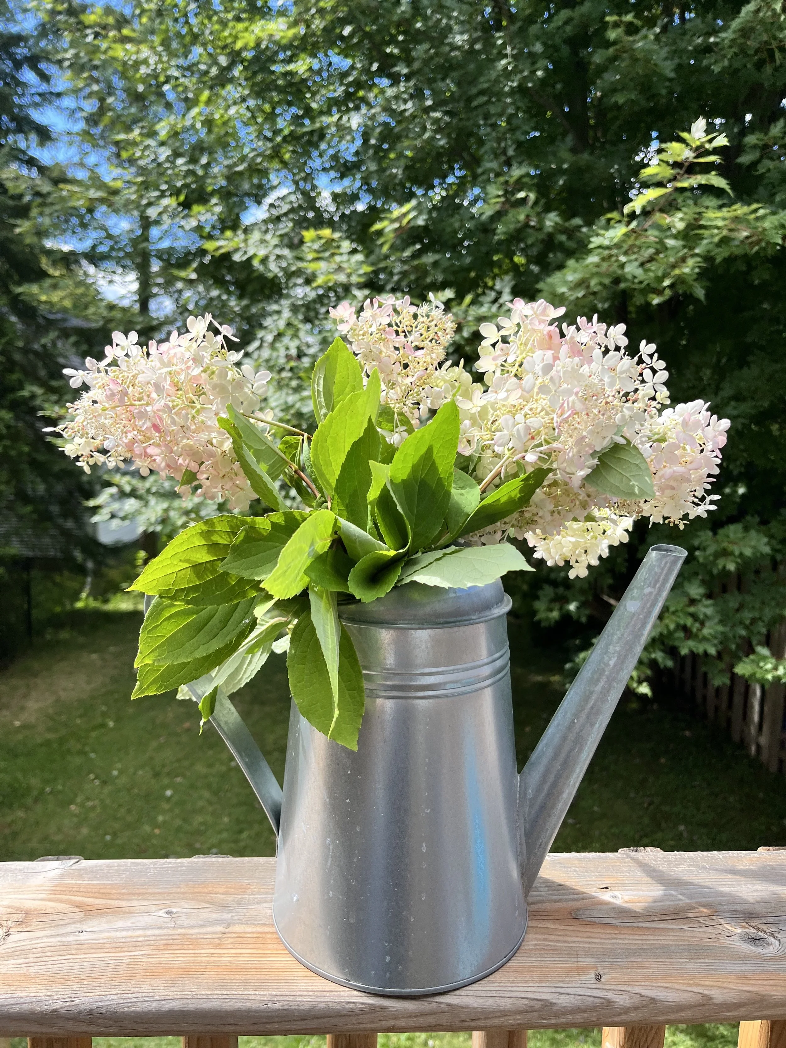 hydrangea painting reference of pink hydrangeas in a metal watering can