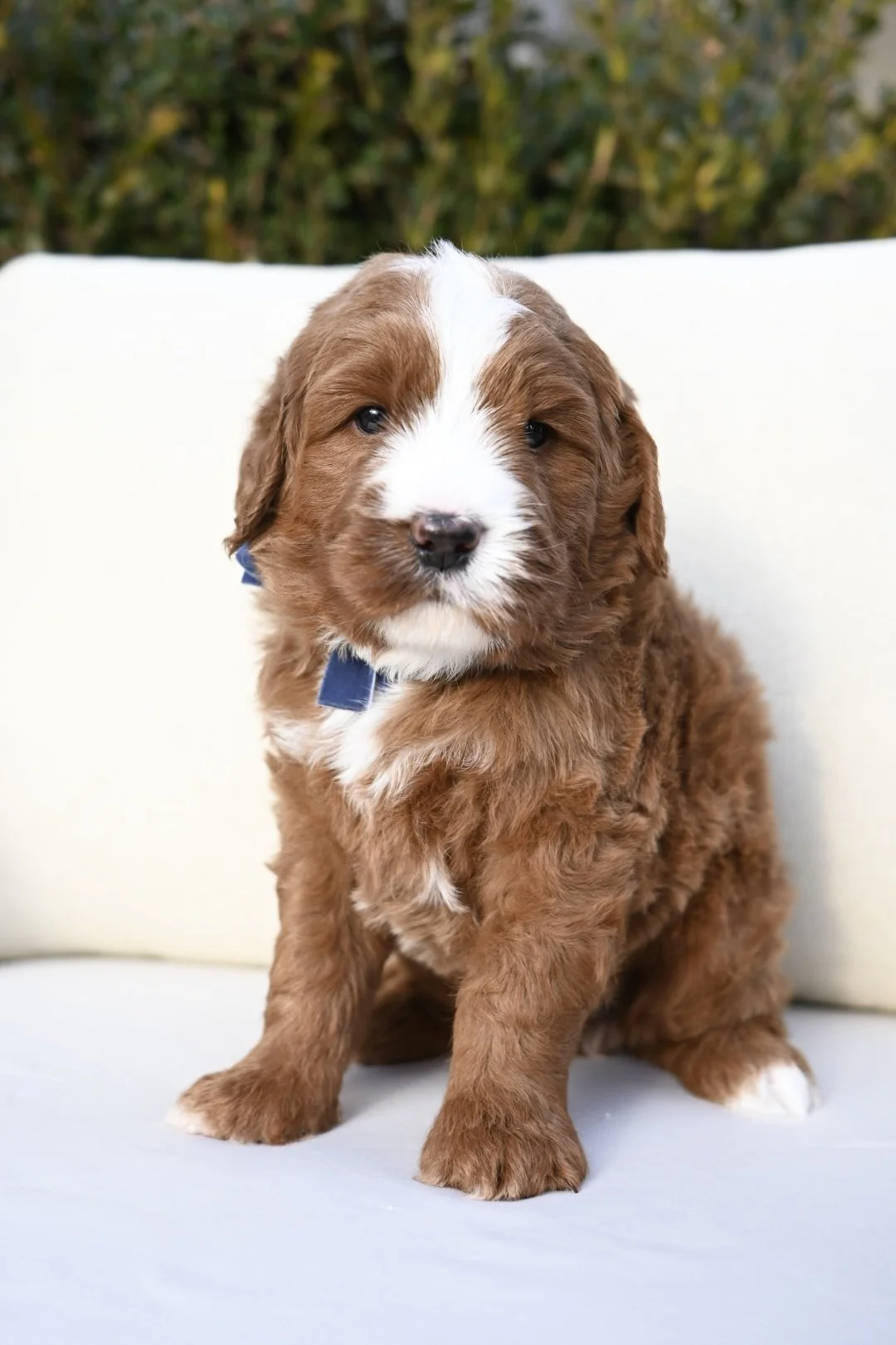 Adorable brown and white puppy sitting on a white surface with a blurred outdoor background.