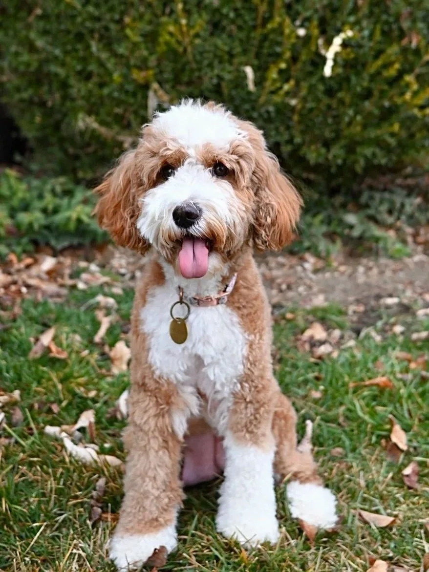 A fluffy red brown and white bernadoodle puppy with curly fur sitting outdoors with a blurred background and sunset sky.