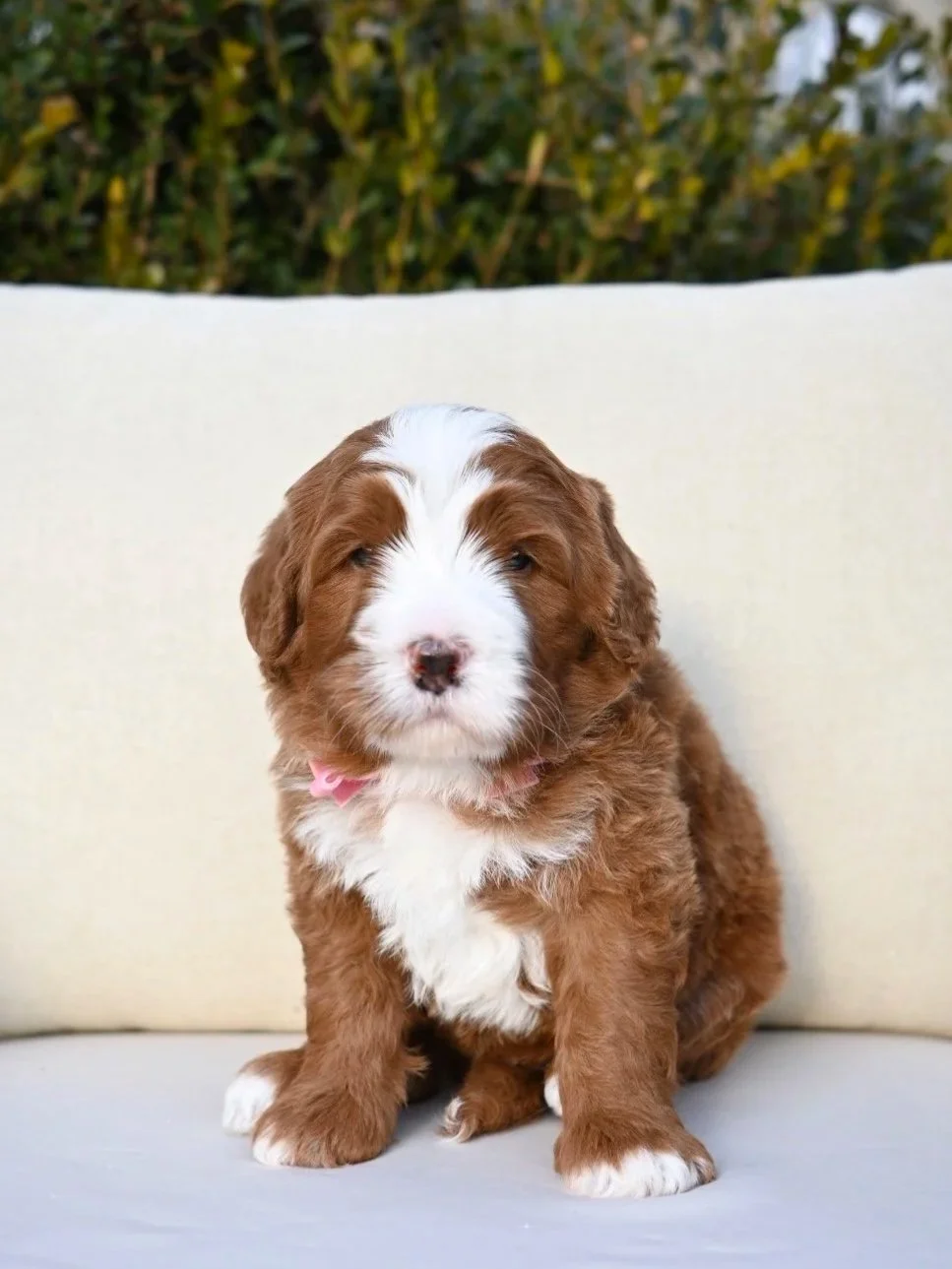 A cute brown and white puppy sitting on a white cushion outdoors with green foliage in the background.