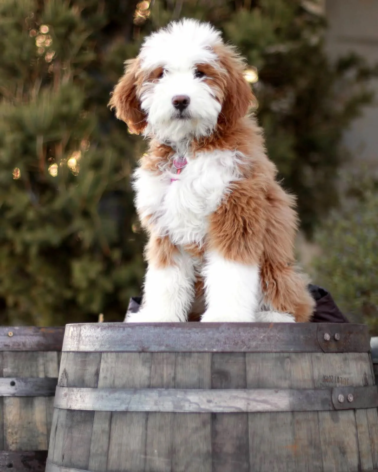 A fluffy red brown and white berniedoodle puppy sitting on a wooden surface outdoors with green blurred trees in the background