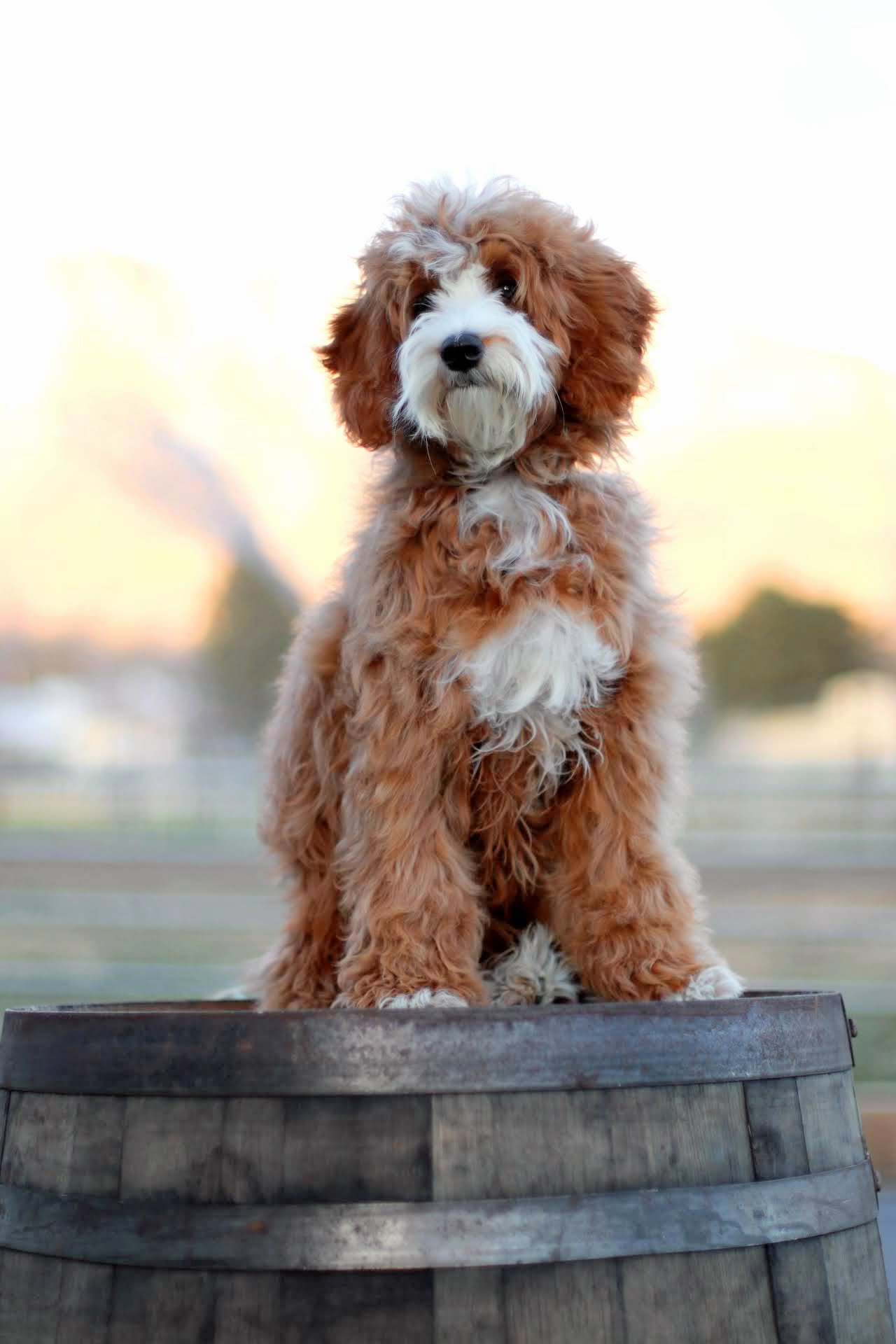 A fluffy red brown and white bernadoodle puppy with curly fur sitting outdoors with a blurred background and sunset sky.