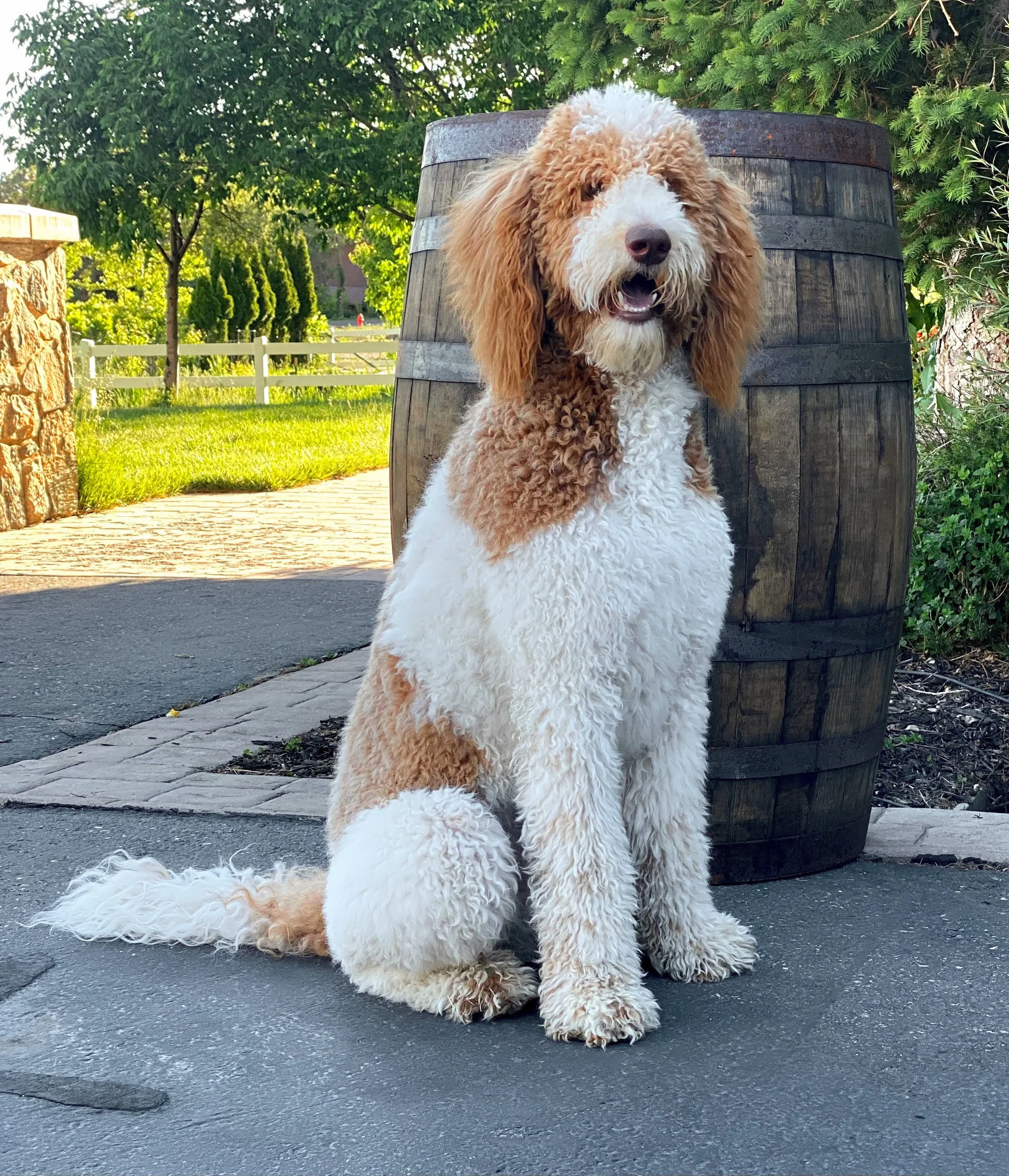 Full Grown Greenfield Mini Bernedoodle Puppy Finder Mini