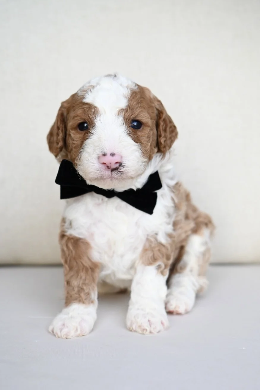 Cute brown and white puppy wearing a black bow tie sitting on a gray surface with a plain white background.