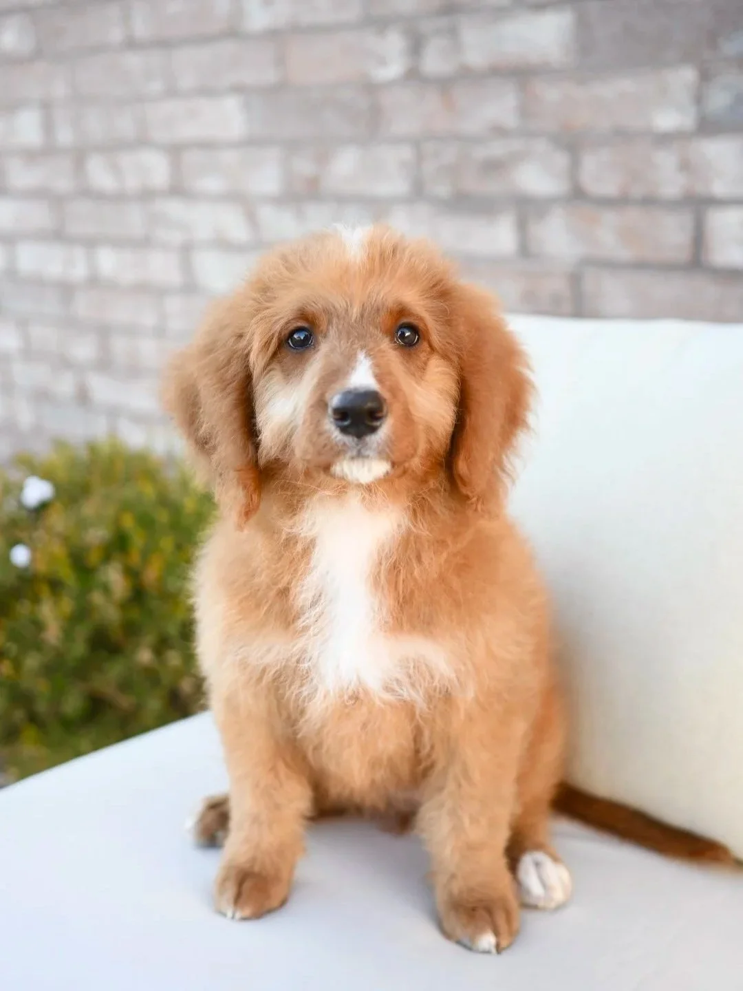 A cute brown and white bernedoodle puppy with white markings on its chest and paws ready to be adopted with free shipping mini bernadoodle puppy girl or female berniedoodle