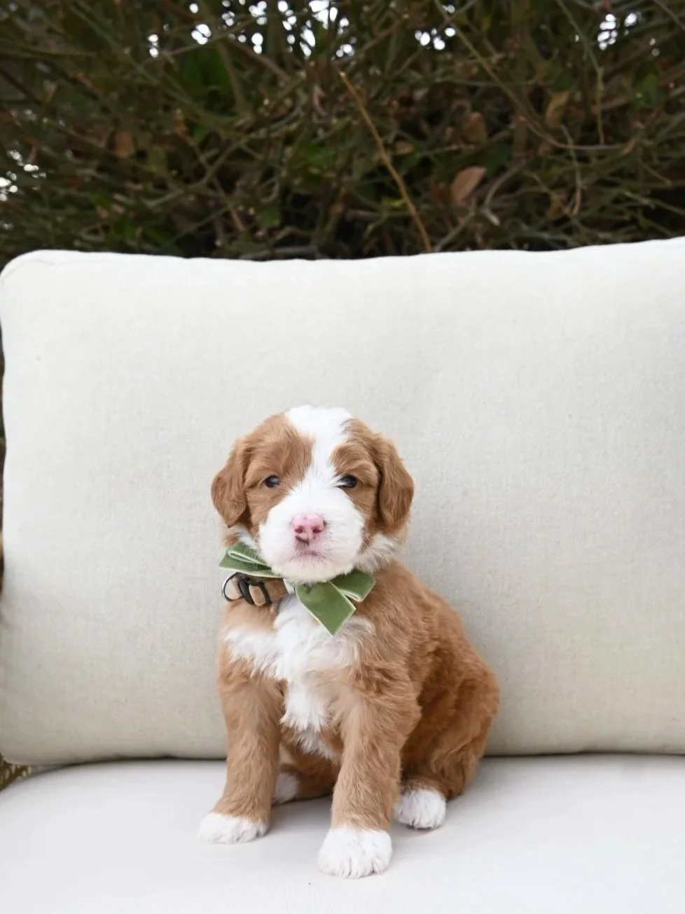 A cute brown and white puppy sitting on a white outdoor bench with a green bow tie, in front of a backdrop of brown and green foliage.