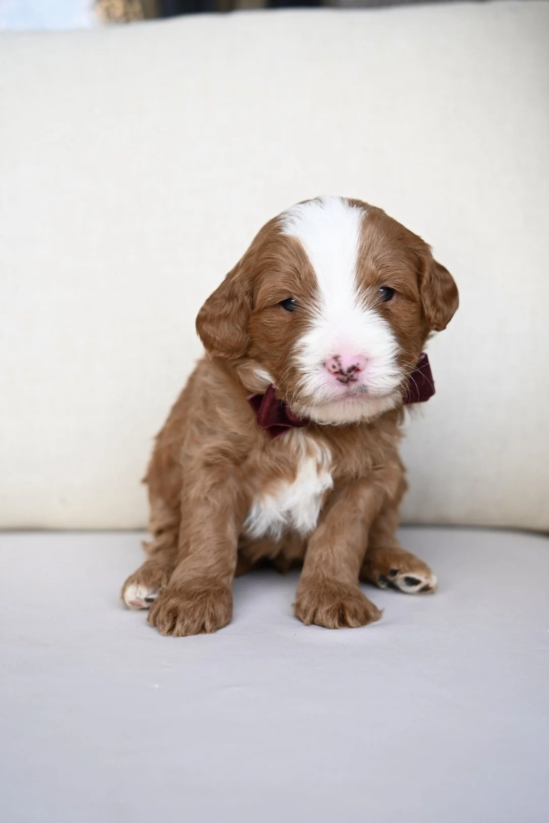 A cute brown and white puppy with a dark red bow tie sitting on a light-colored surface in front of a plain light background.