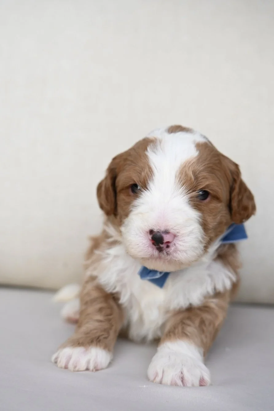 Cute puppy with a blue collar, sitting on a light gray surface with a plain light background.