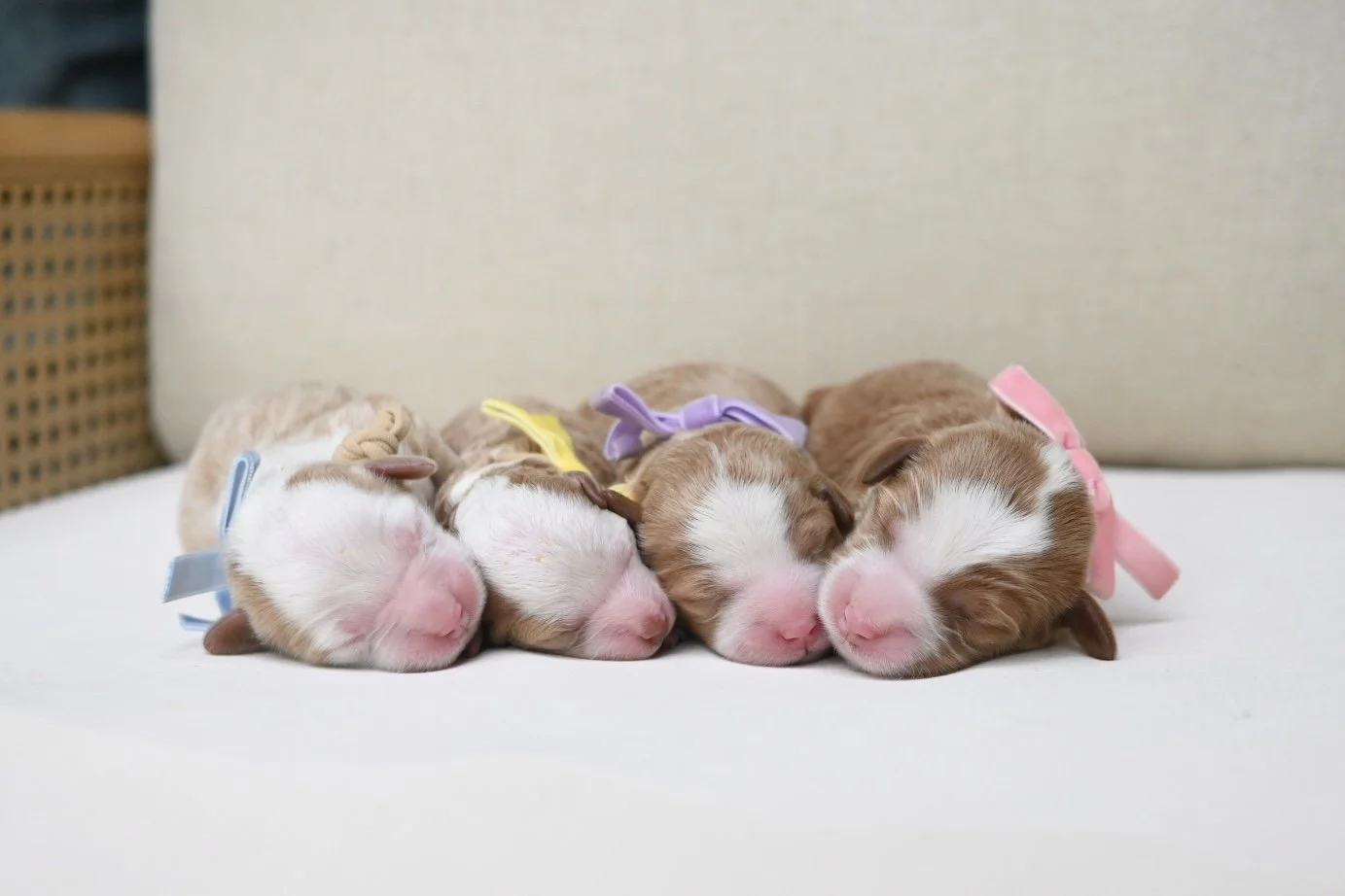 Four both female and make red and white or brown and white bernedoodle newborn puppies that will be available to go home for christmas bernadoodle puppies for the holidays mini berniedoodle pups.