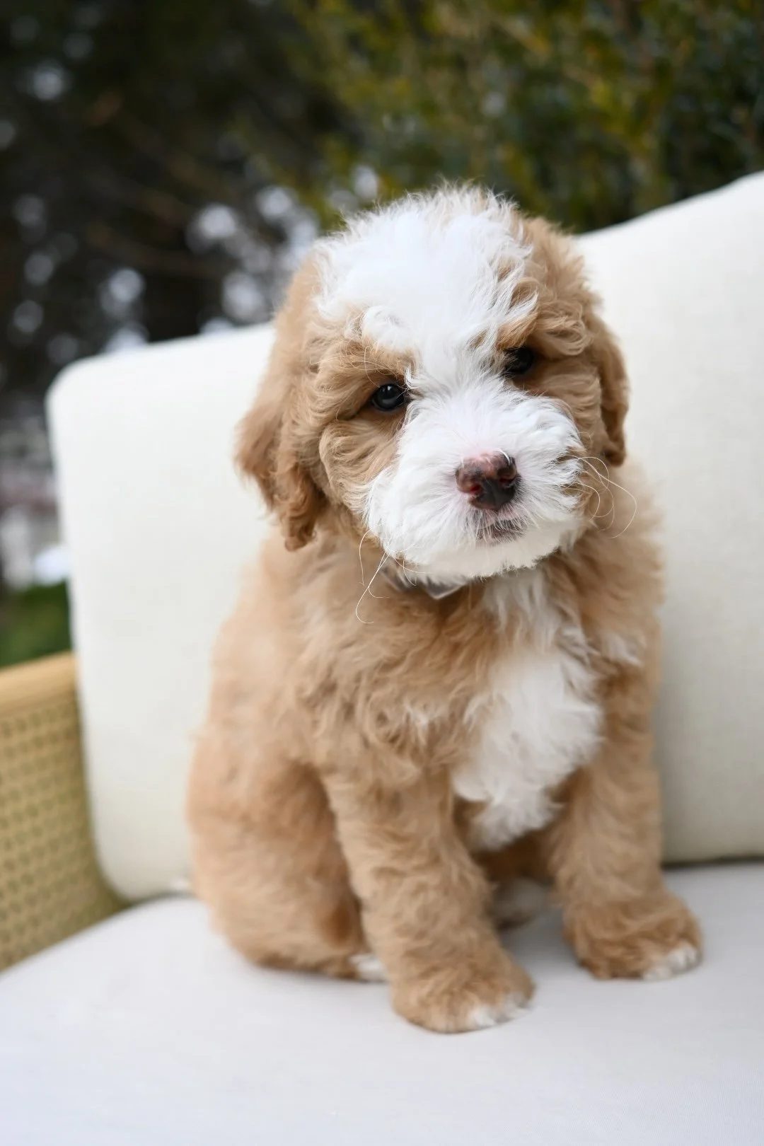 super cute and fluffy female red and white or tan and white bernedoodle puppy with a very low to non shedding coat available for adoption mini bernadoodle or berniedoodle puppy