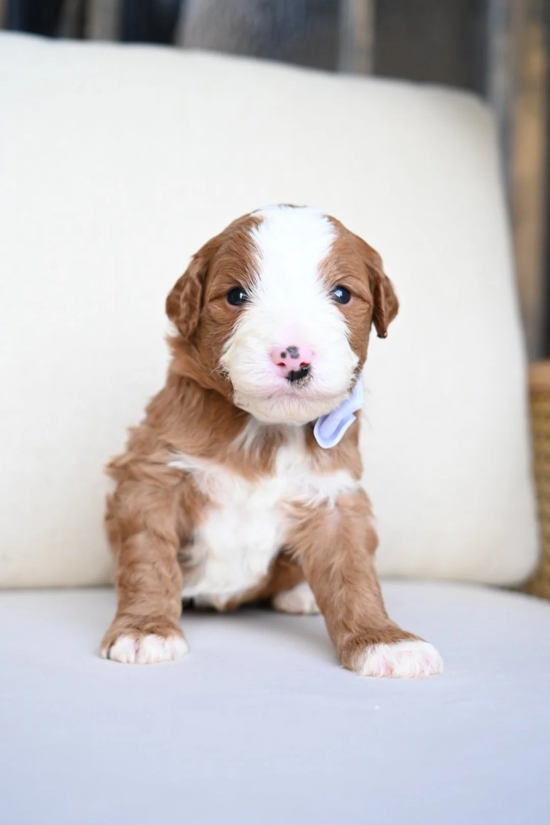 Cute brown and white puppy with a pink nose sitting on a light-colored surface against a neutral background.