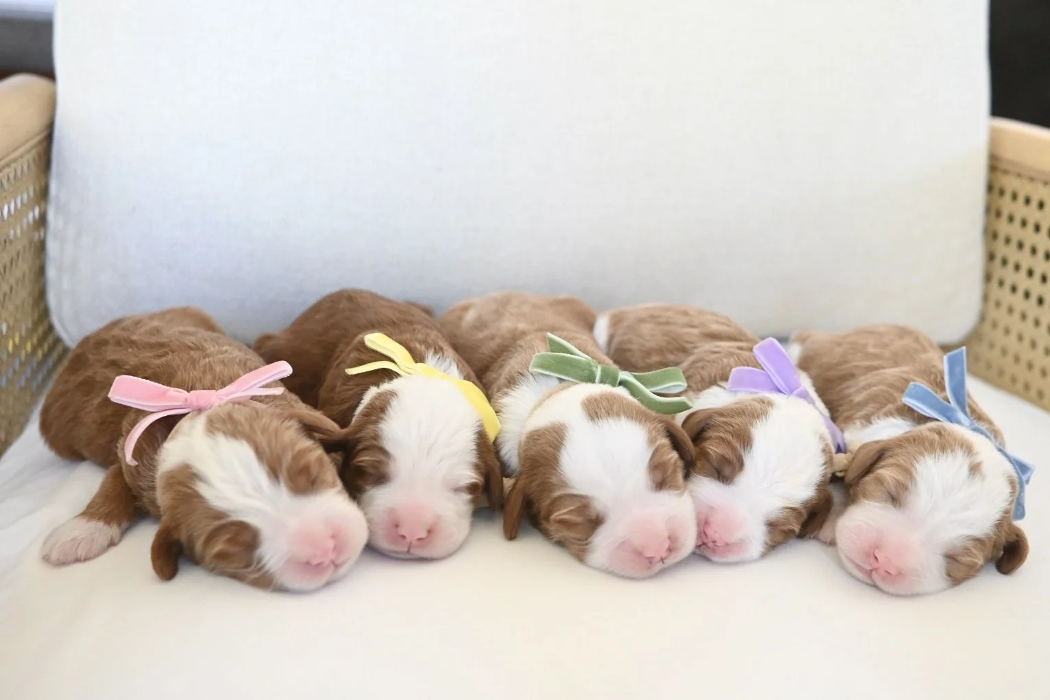 Five newborn not goldendoodle but bernedoodle puppies with white on their faces and paws mini bernedoodle puppies so cute and extreemly low to non shedding