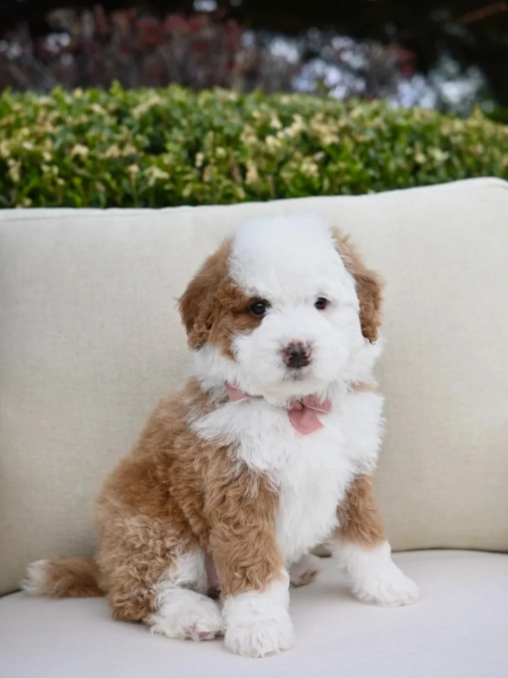 Cute brown and white puppy with a pink bow tie sitting on a white couch outdoors.