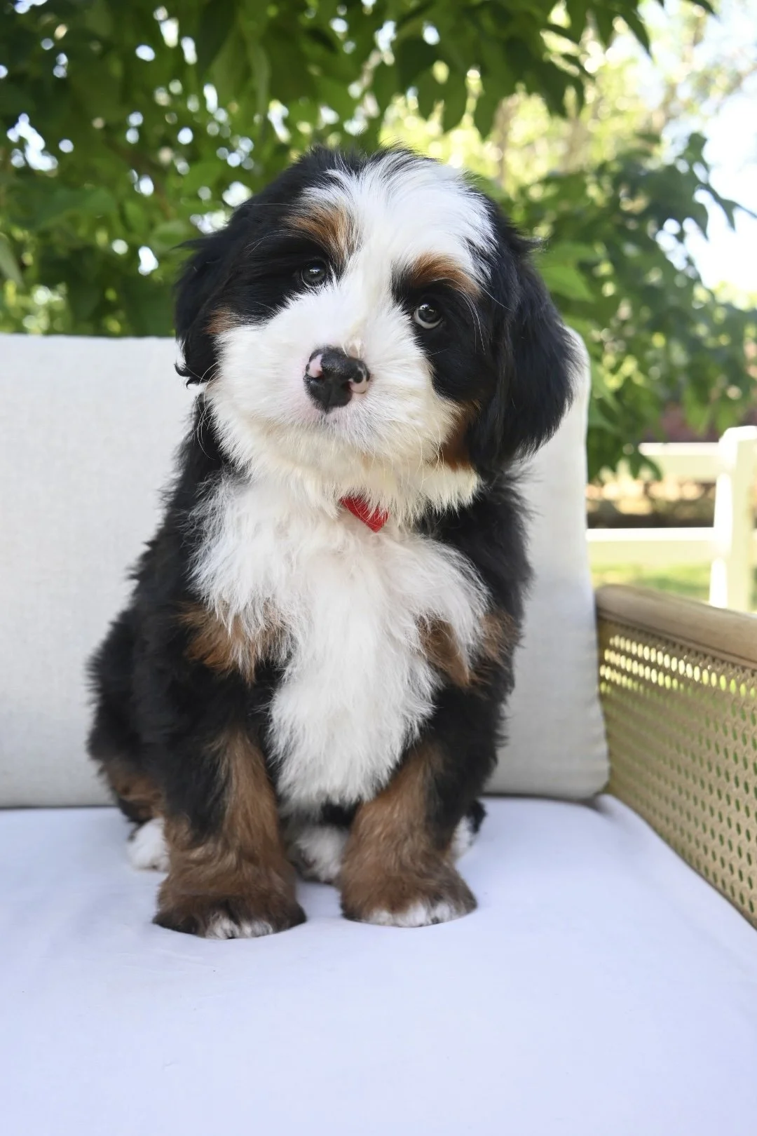 Adorable ultra bernedoodle fluffy puppy with a purple bow tie sitting outdoors on a white chair, greenery in the background.