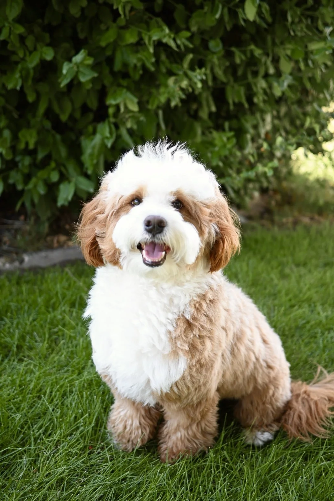 Adorable ultra bernedoodle fluffy puppy with a purple bow tie sitting outdoors on a white chair, greenery in the background.