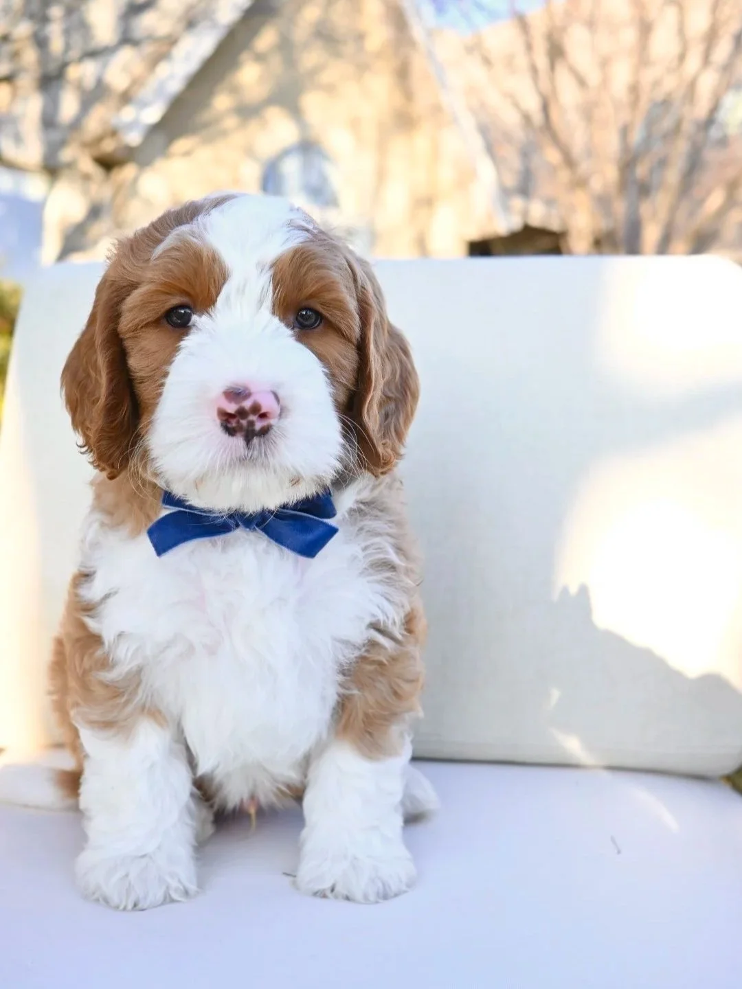 A cute bernedoodle or doodle puppy with brown and white fur available for Christmas adoption, not a golden doodle, or cavapoo but a red and white bernadoodle puppy ready just in time for Christmas