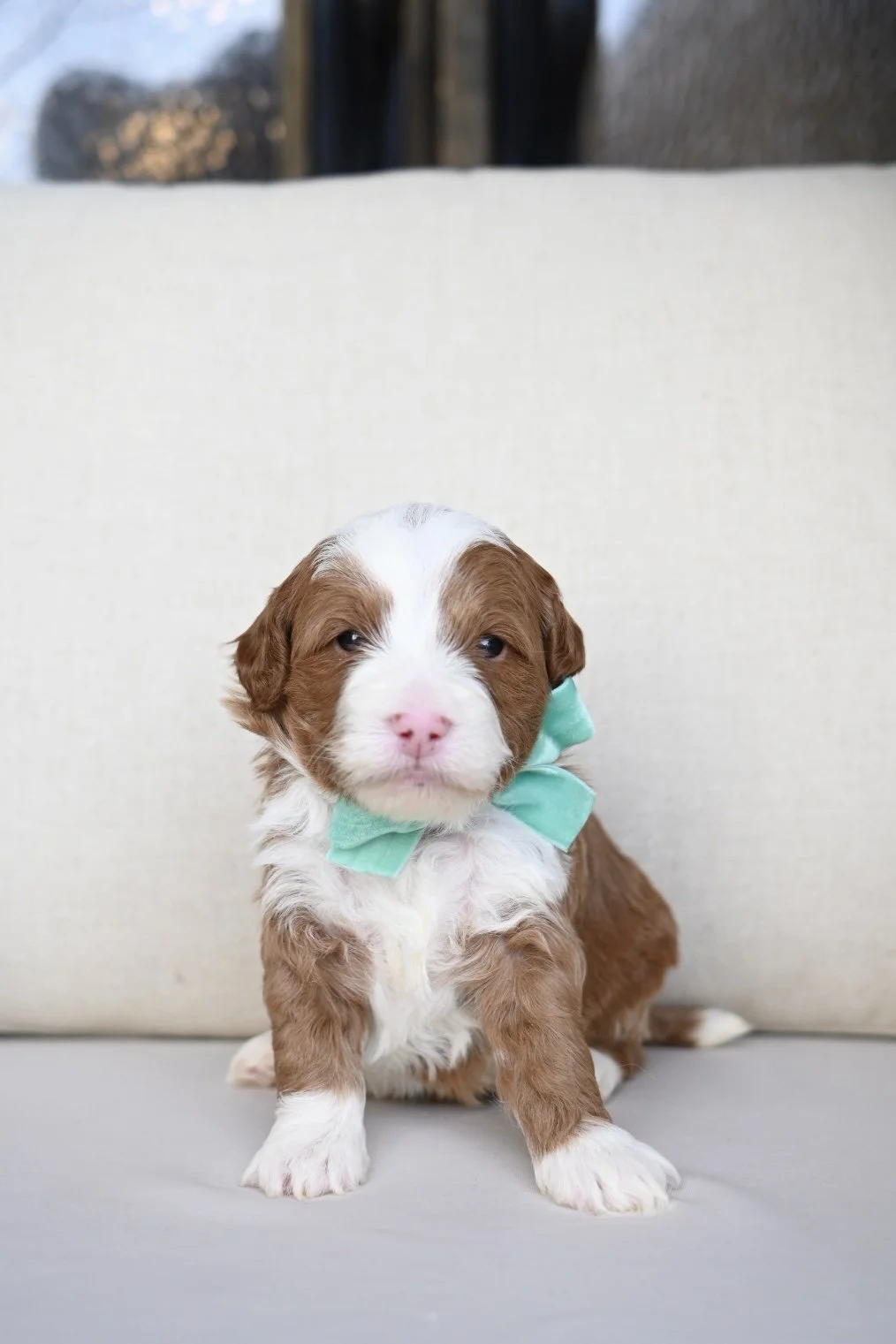 A cute brown and white puppy with a turquoise bow tie sitting on a gray surface against a light background.