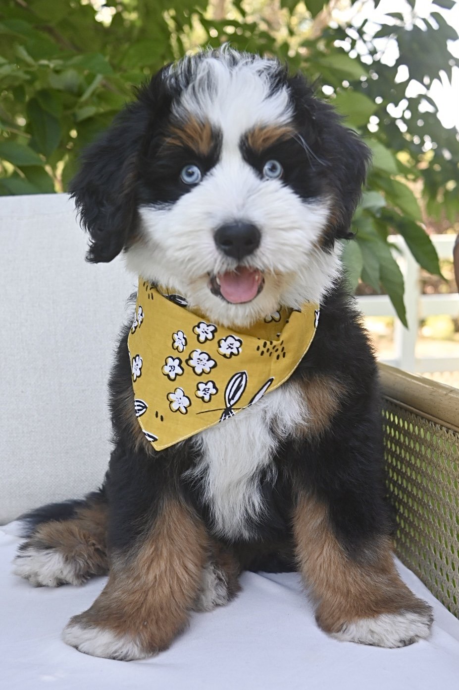 Cute, fluffy red brown and white bernedoodle dog standing on grass in front of green bushes and trees outdoors.
