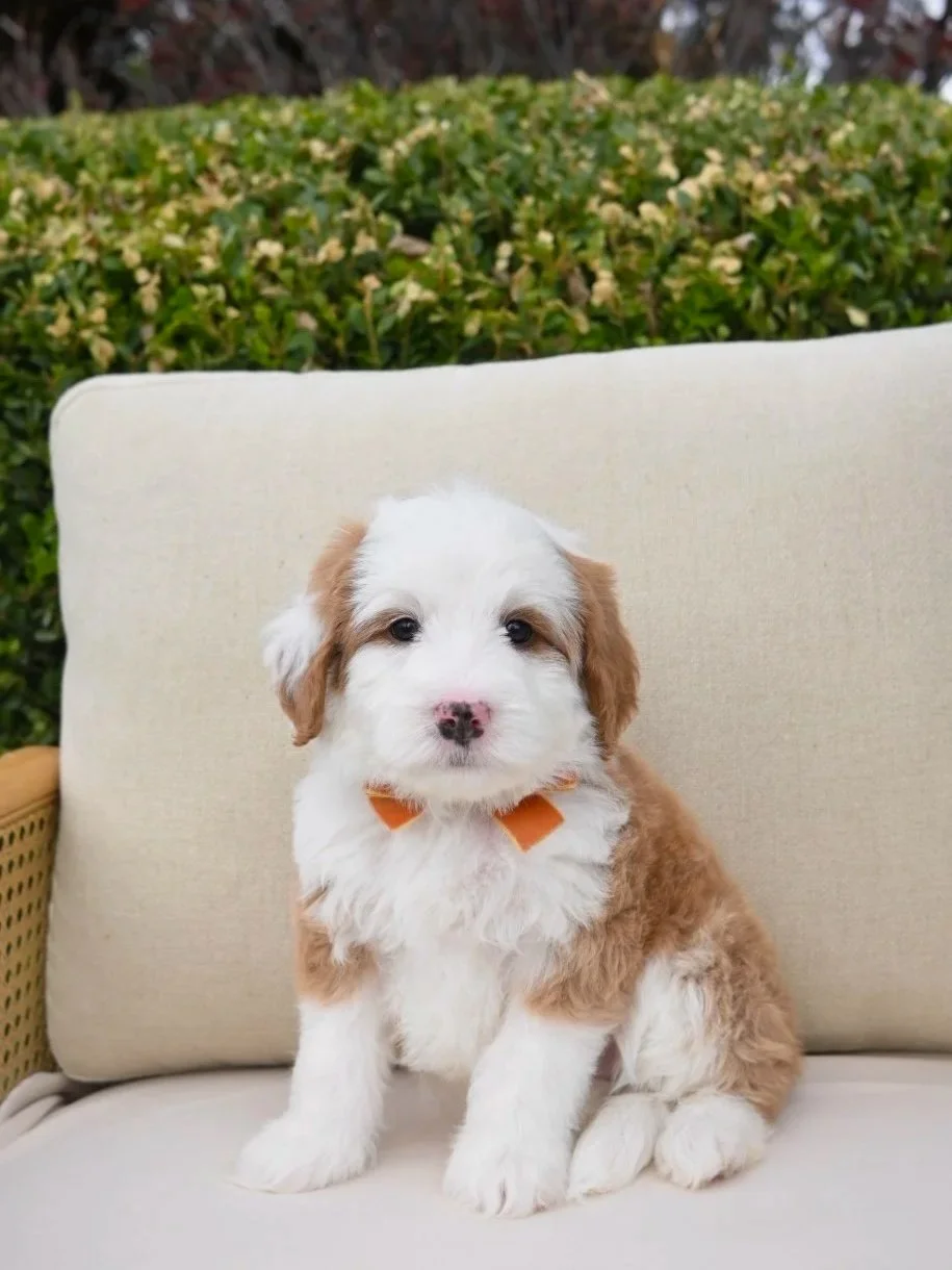 A cute puppy with white and light brown fur sitting on a beige outdoor couch with greenery in the background.