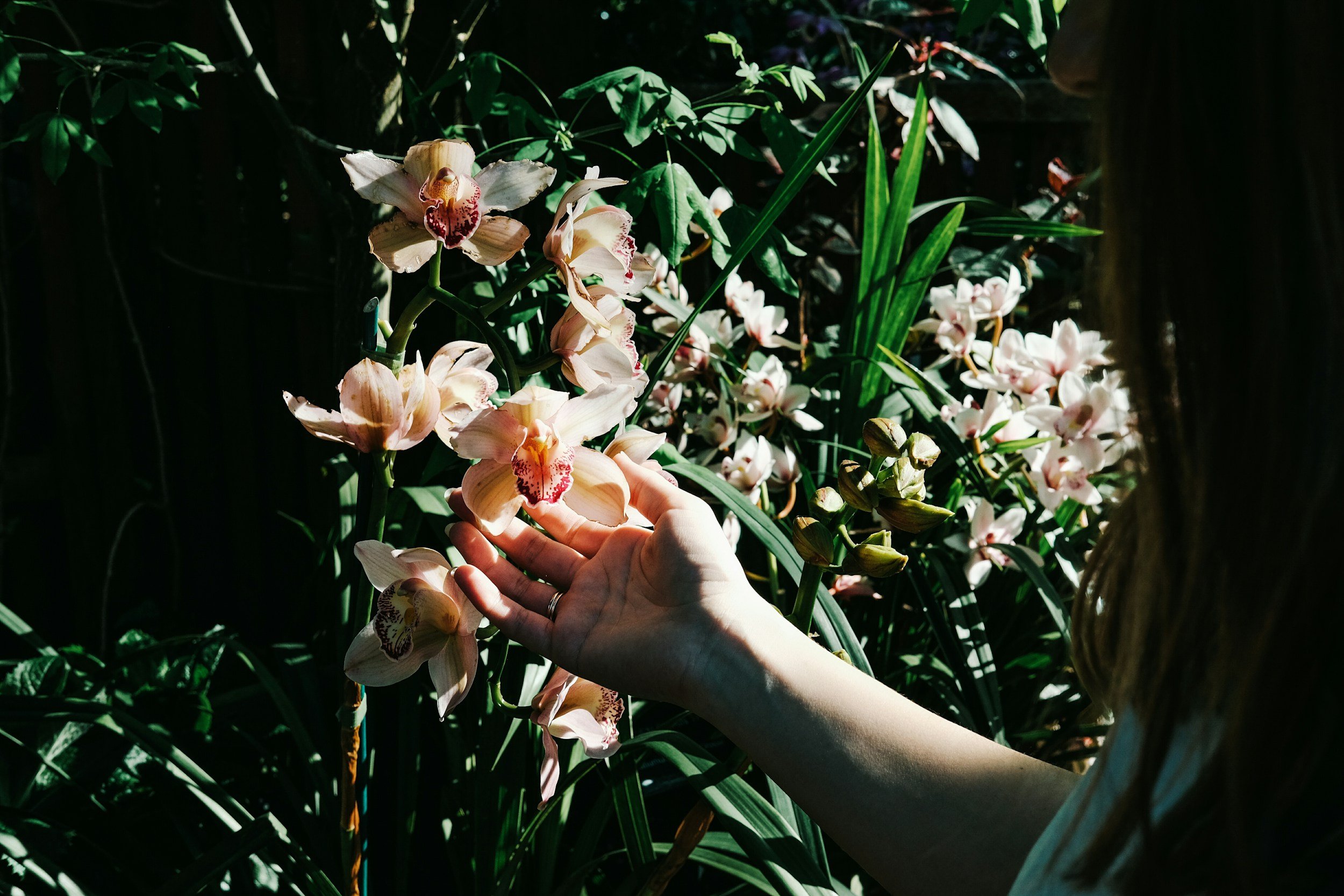 A woman touching pink and white orchids in a garden with sunlight filtering through green foliage.