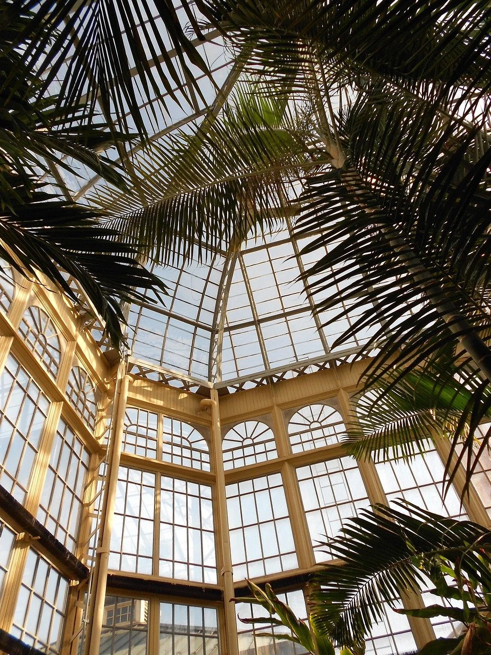 View of the interior of a conservatory with large glass panels and metal framework, surrounded by tropical palm leaves.