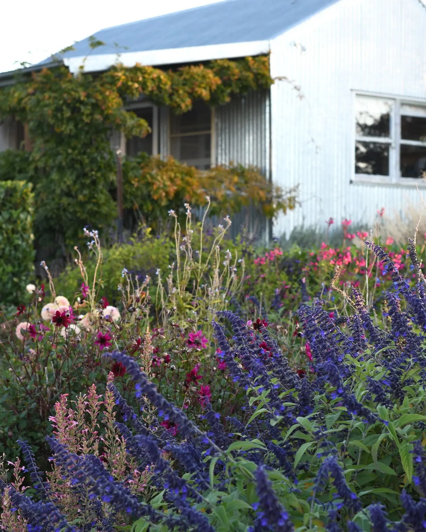 Spring and summer are often given the blooming crown, but autumn is soooo floriferous!! It's up there with the others for flowering glory, and paired with autumnal tones it's such a feast of colour. Such a glorious time of year here in our beautiful 