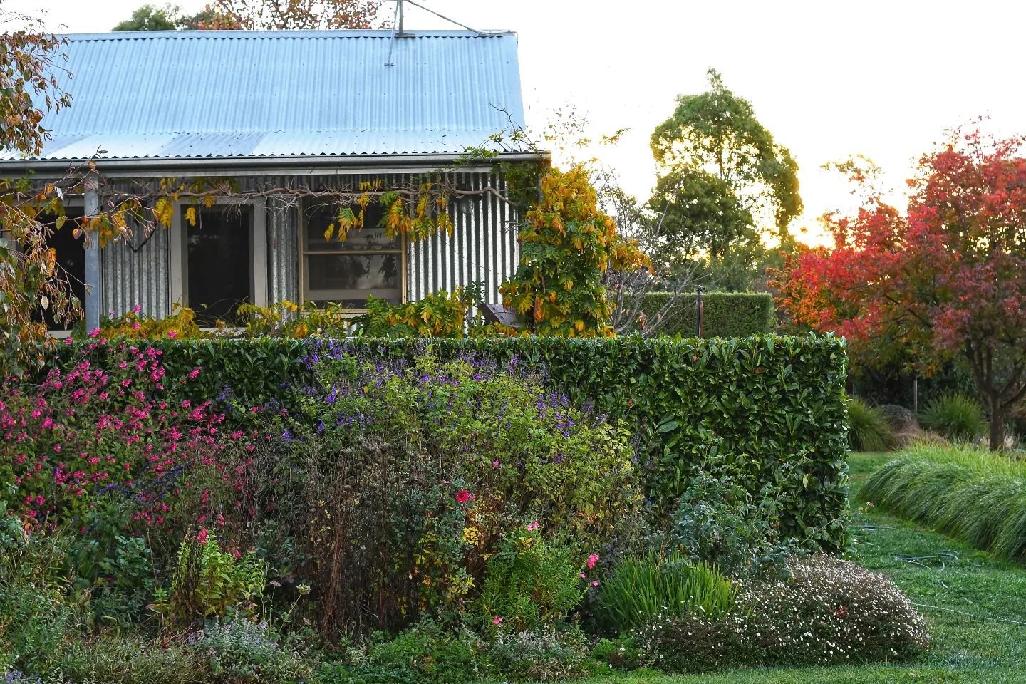 In Rosalie Ham's wonderful book, The Dressmaker, she describes how petunias sit around the base of a verandah post like frilly socks on an ankle. I love it - indeed, the garden dresses a house, clothes it with colour and texture, and warms it like a 