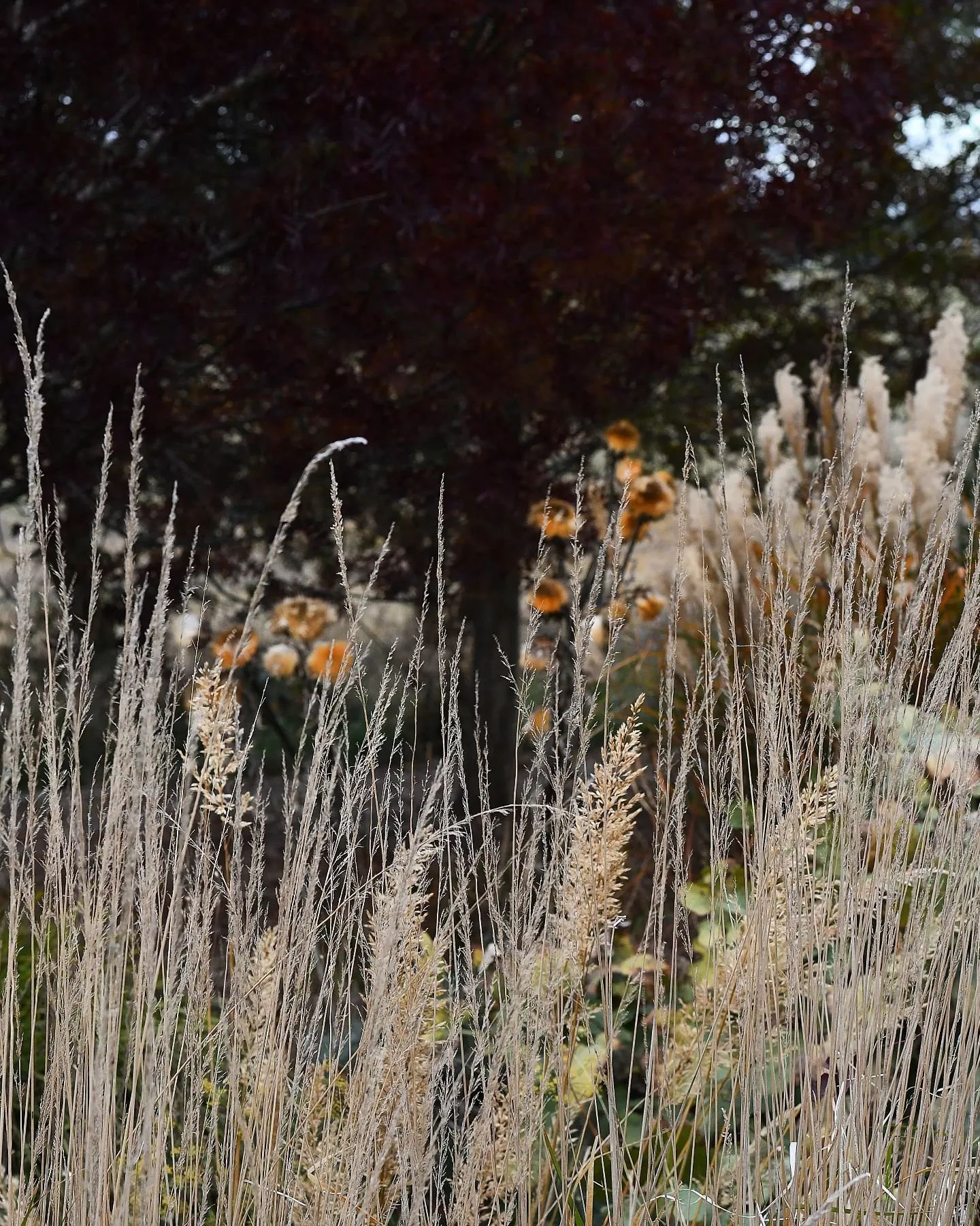 It's the season for the grasses, stripped bleached stems and foaming seeds. I'm loving them against the nearly black foliage and shadow of the claret ash (slowly turning red). In The Storytelling Garden Workshop we talk a lot about the usefulness of 