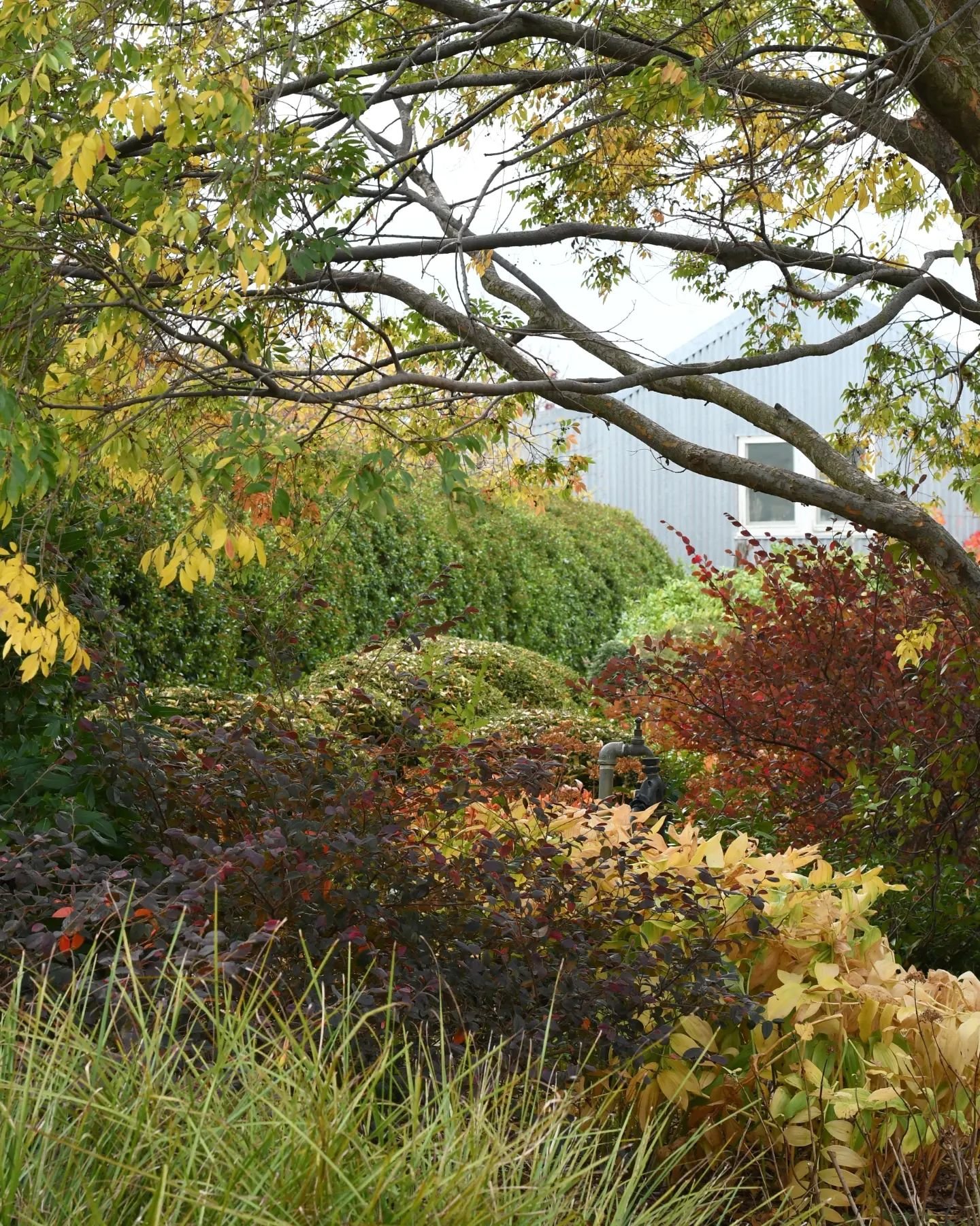 On the slope that rises from the front terrace, where the stone steps meet the viburnum hedge leading to the studio cottage, there is much autumnal colour. The Solomon's seal under the Chinese elm has turned butter yellow, the loropetalum remain inky