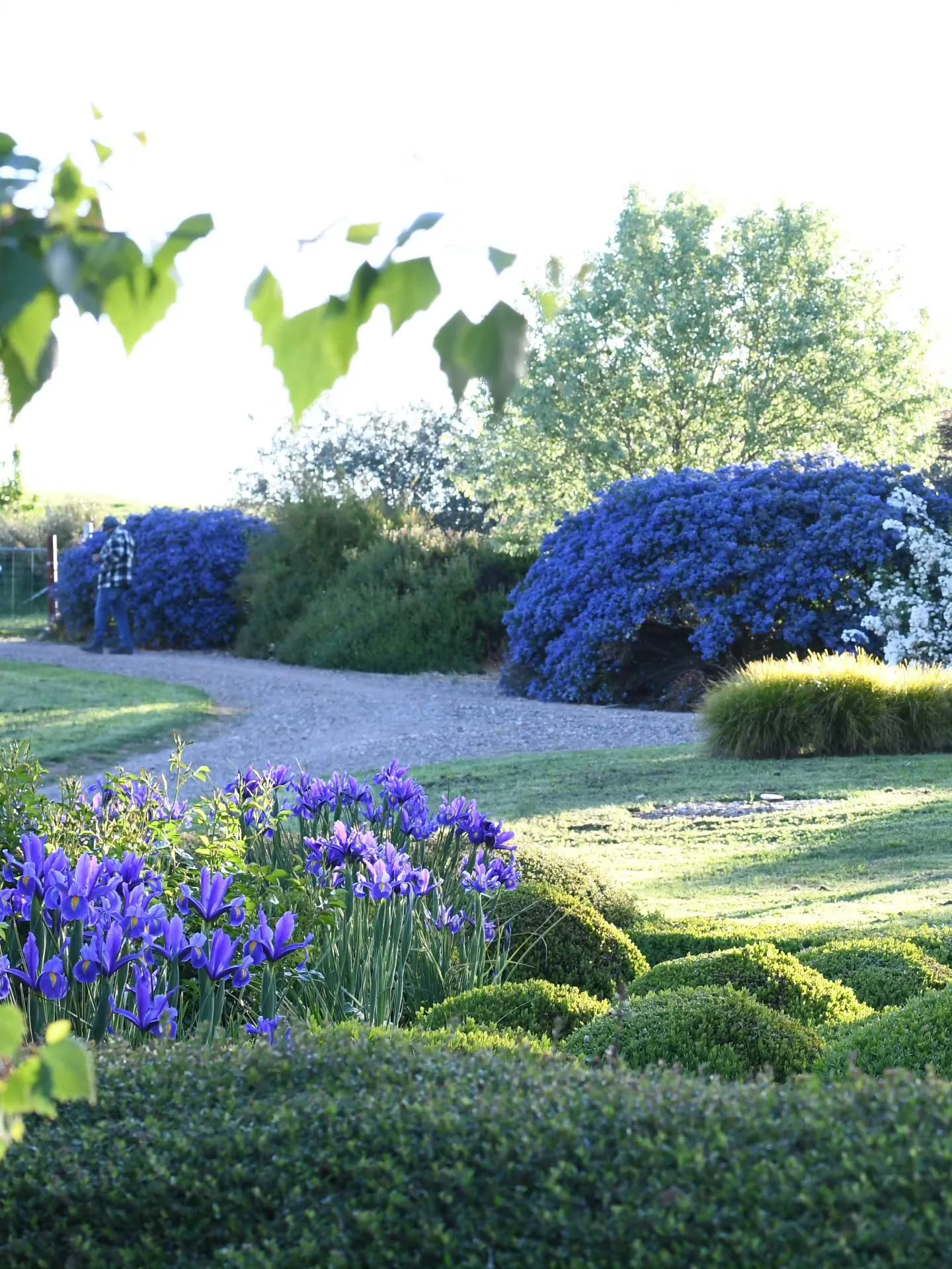 This took my breath away. I'm in this garden every day, but this evening the light and colour on the front terrace stopped me in my tracks. It was a reminder to take time to stop doing, and just BE. 
Blue ceanothus shrubs and Dutch irises, spiraea (m