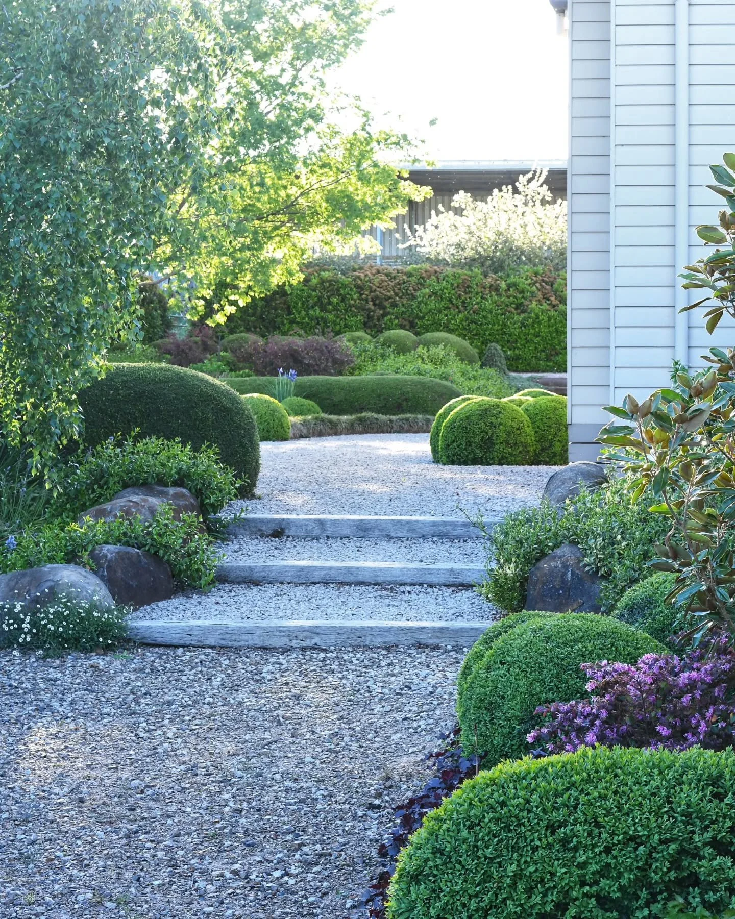 The steps to the front terrace, to the front door, then up to the crabapple walk behind the beautiful Chinese elm, Ulmus parvifolia 'Todd', a brilliant cultivar. Gosh the blues are spectacular this year. Whoever said blue and green should not be seen
