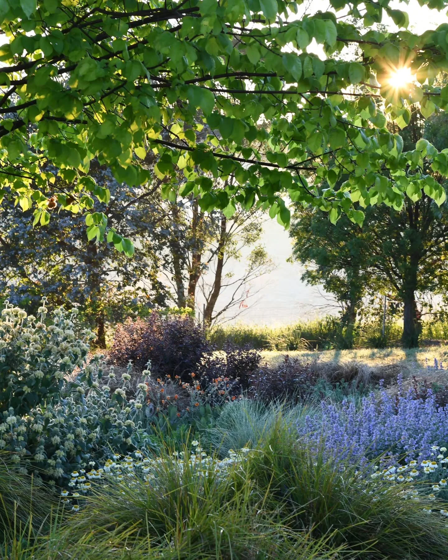 As I sit and grumble about halloween arriving in Australia, I'll dive instead into nature and reality to take my mind off it, and into some moments of morning light this week. Yes, I'm unashamedly the grinch of halloween, irritated by the cheap plast